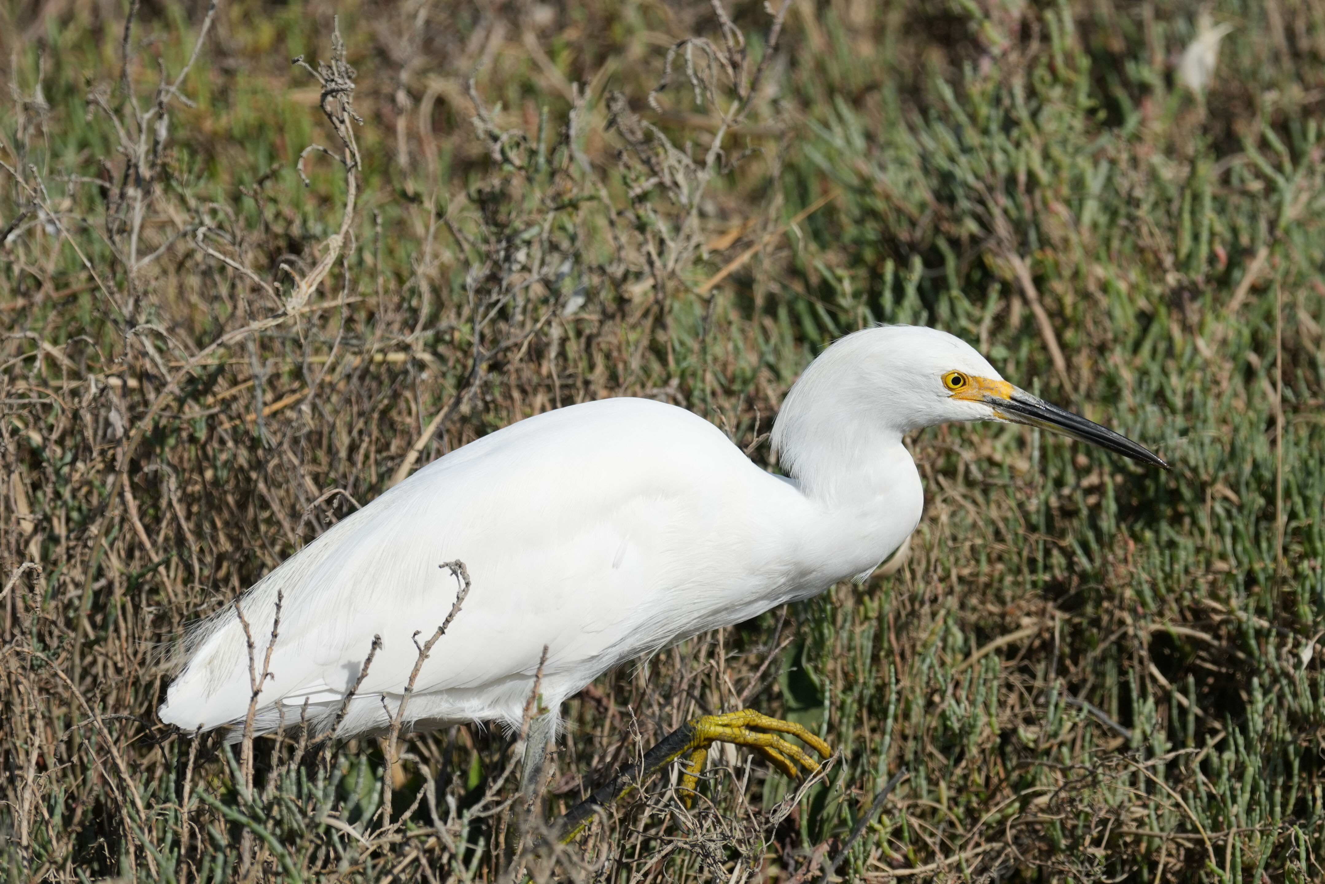 Redwood Shores Loop Trail
