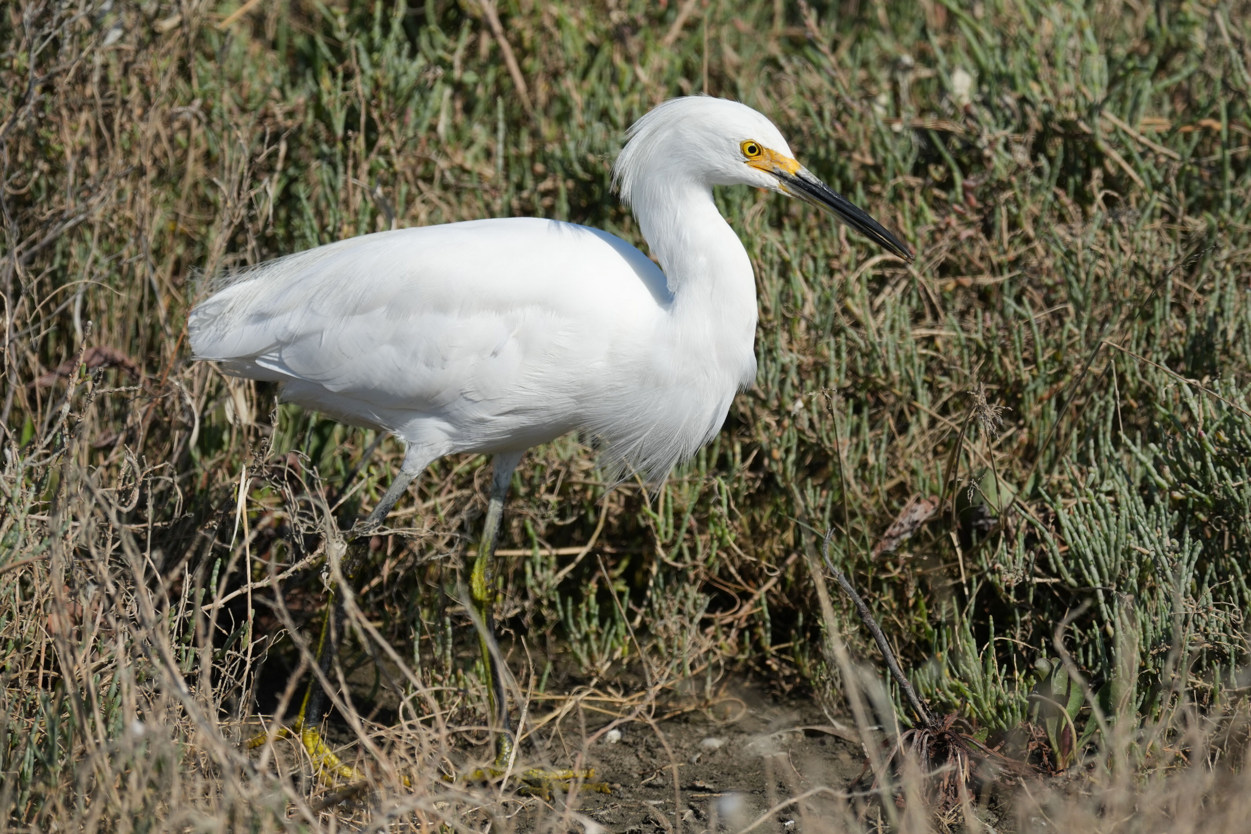 Redwood Shores Loop Trail