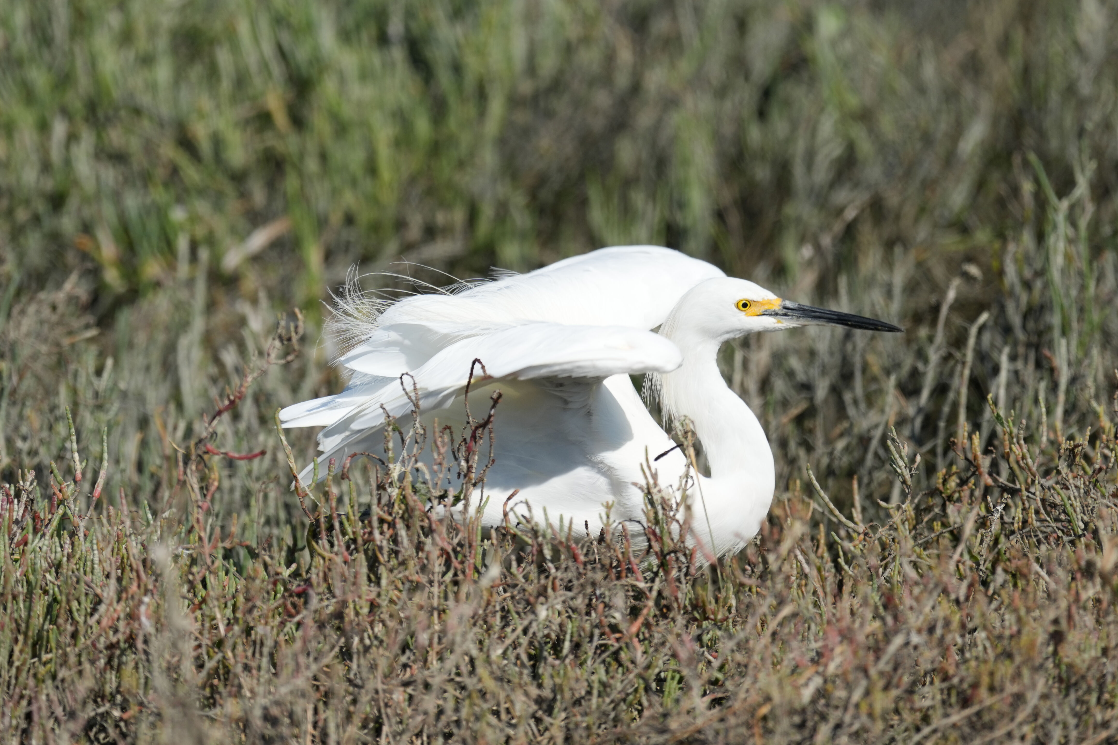 Redwood Shores Loop Trail