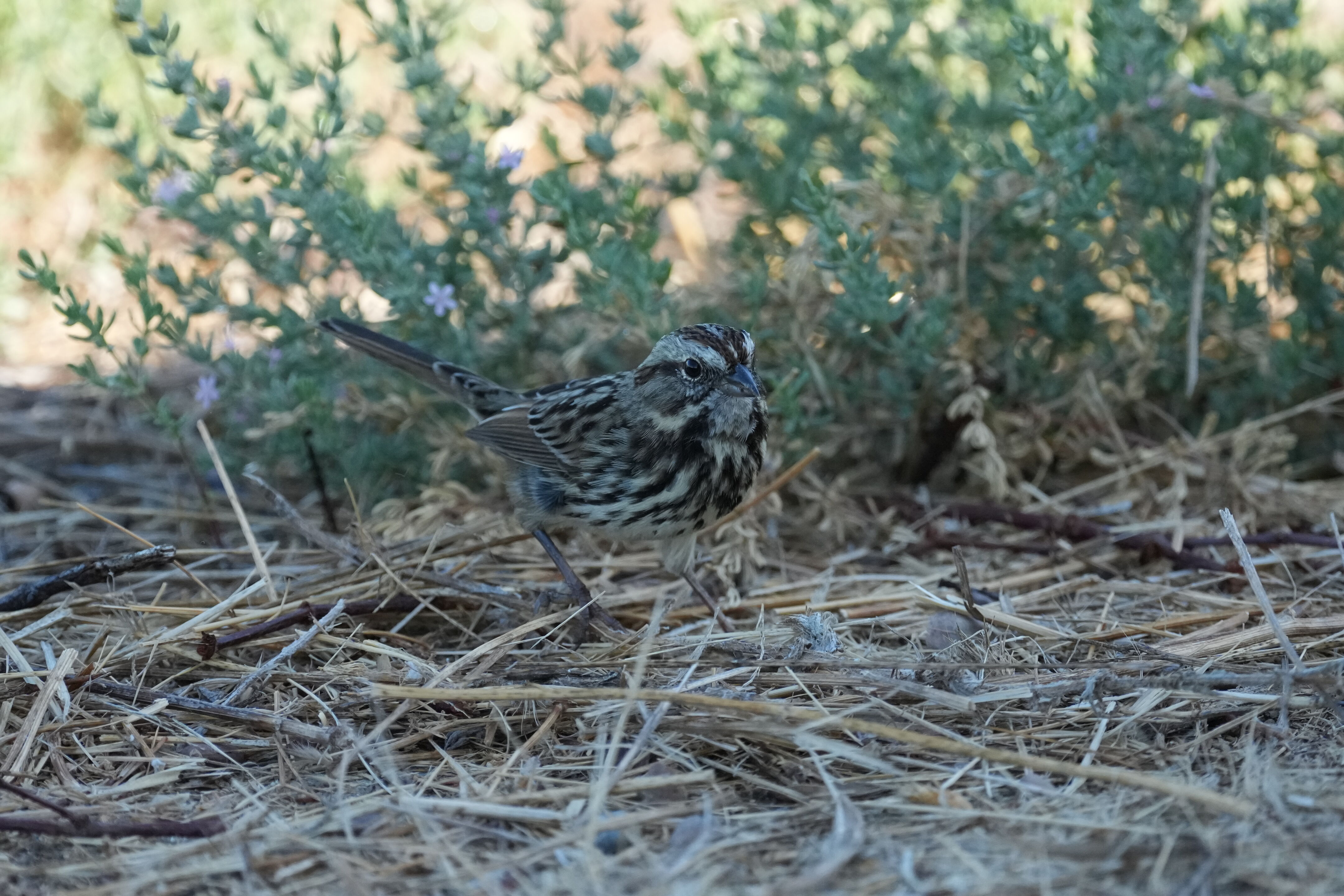Redwood Shores Loop Trail