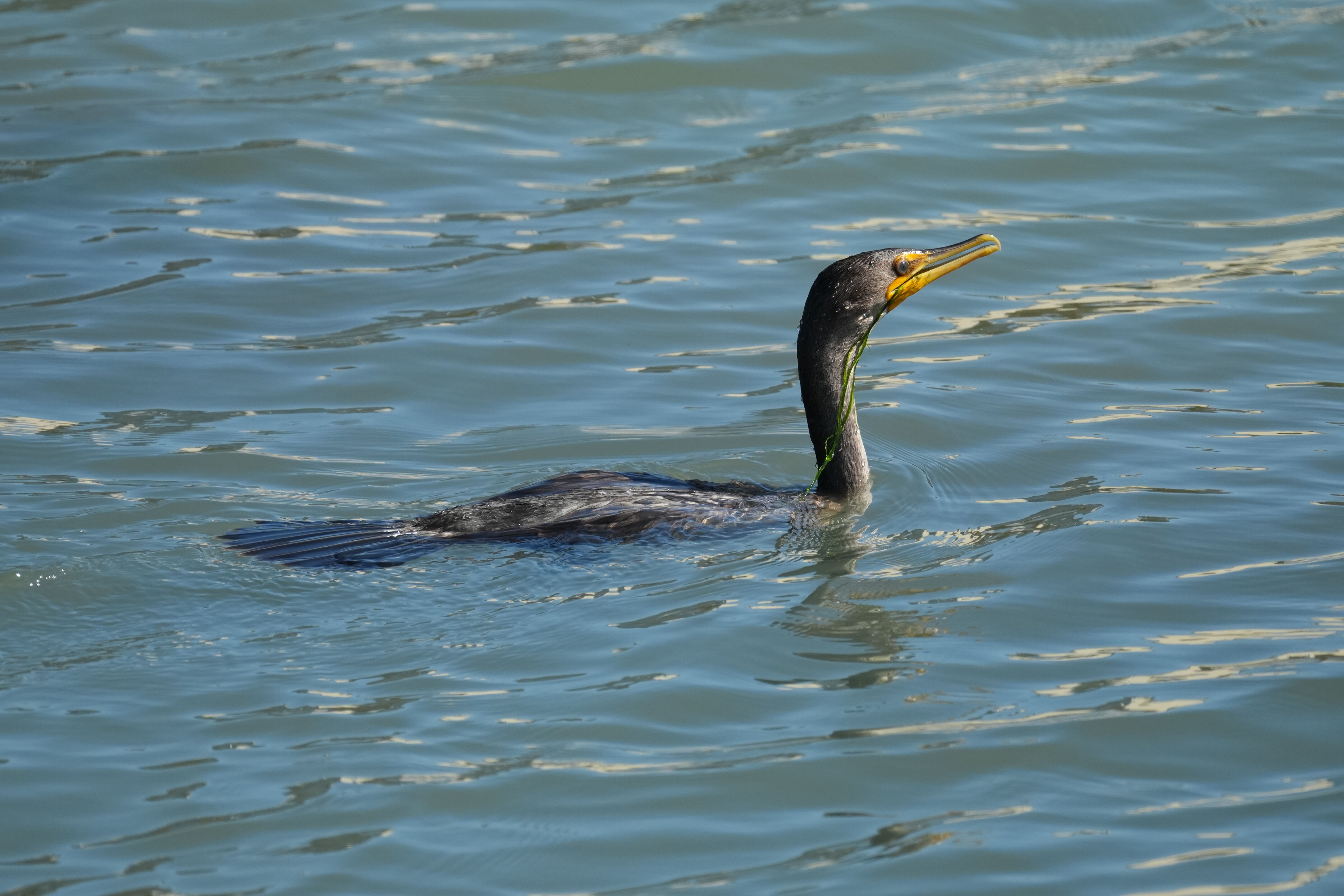 Redwood Shores Loop Trail