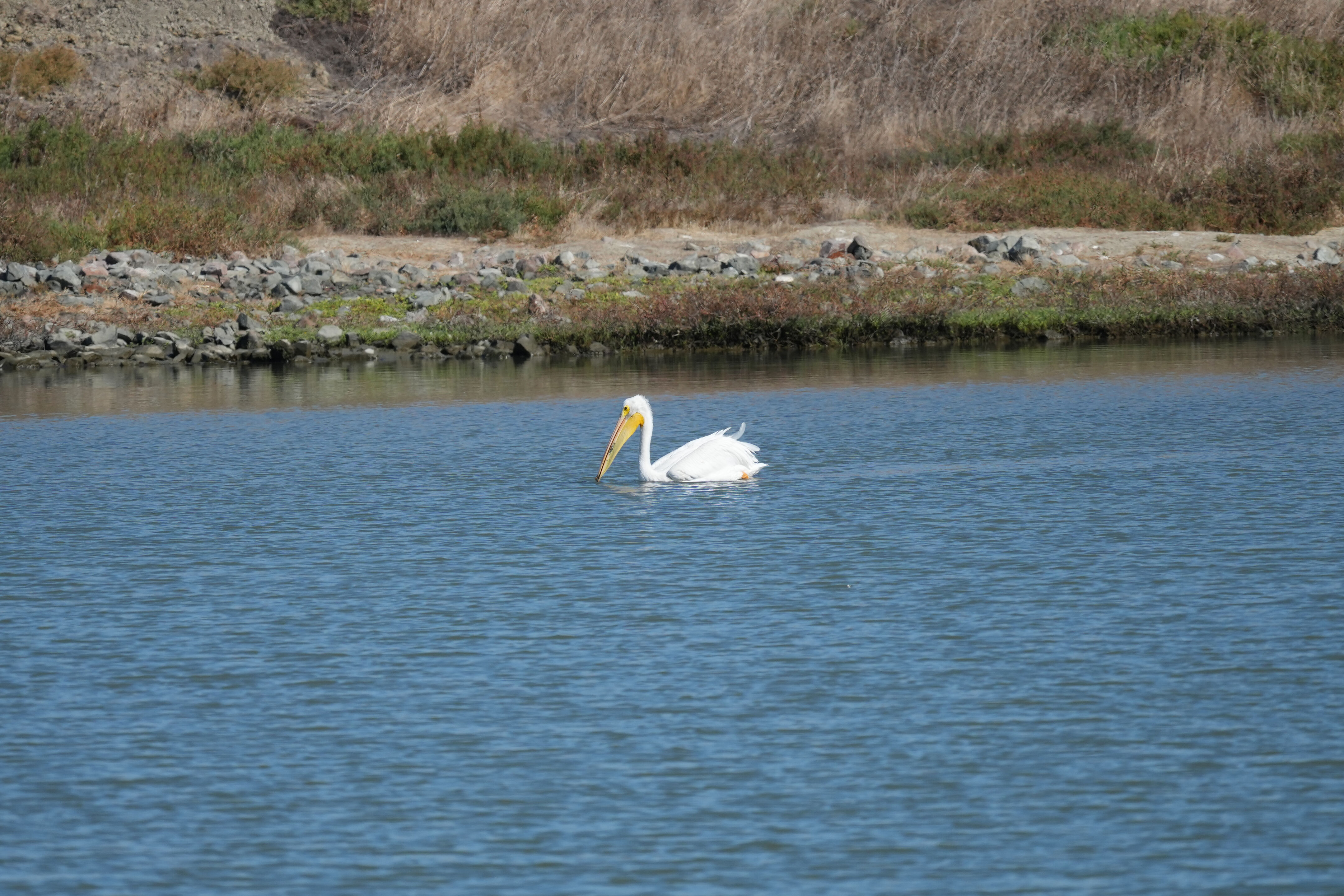 Redwood Shores Loop Trail