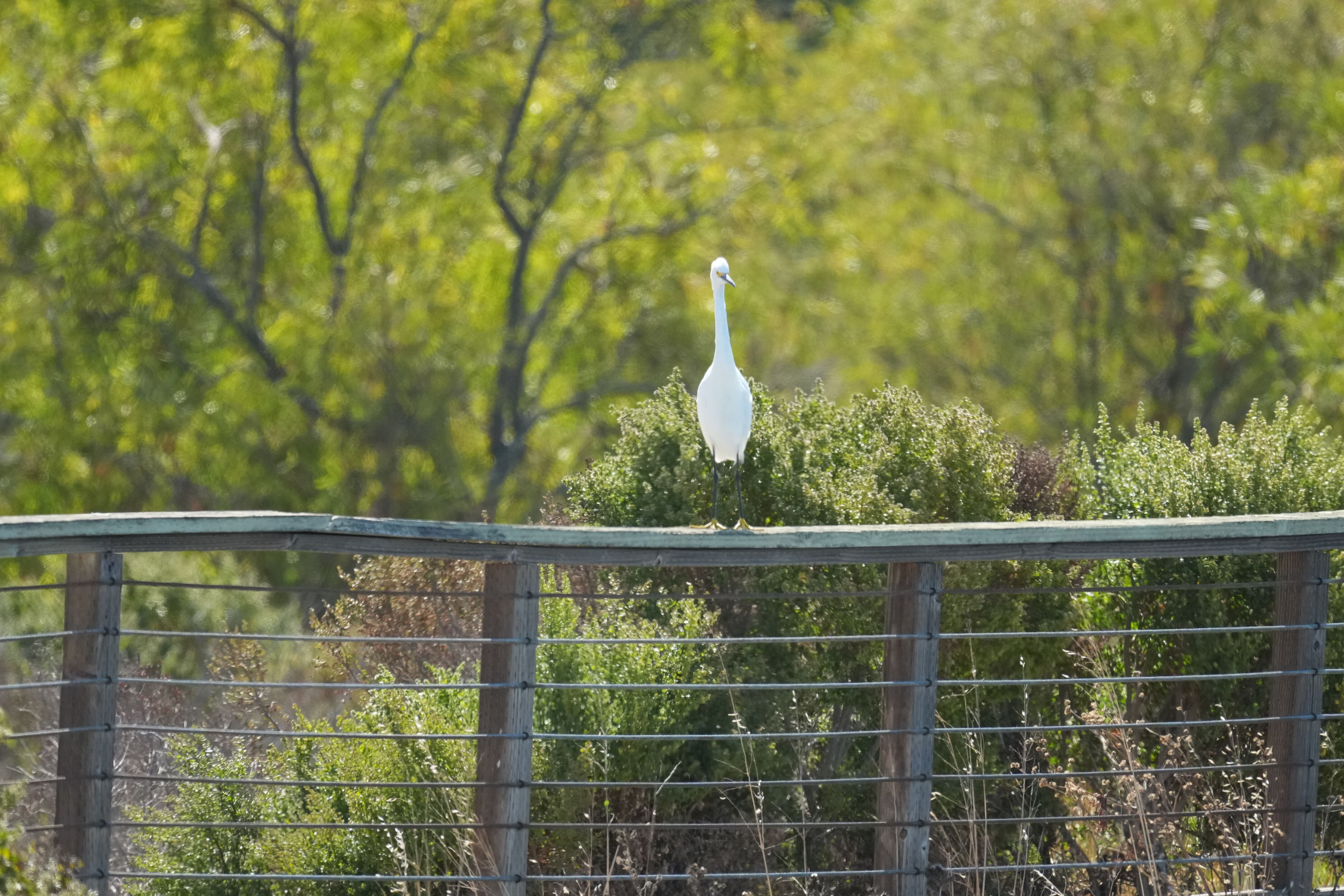Redwood Shores Loop Trail