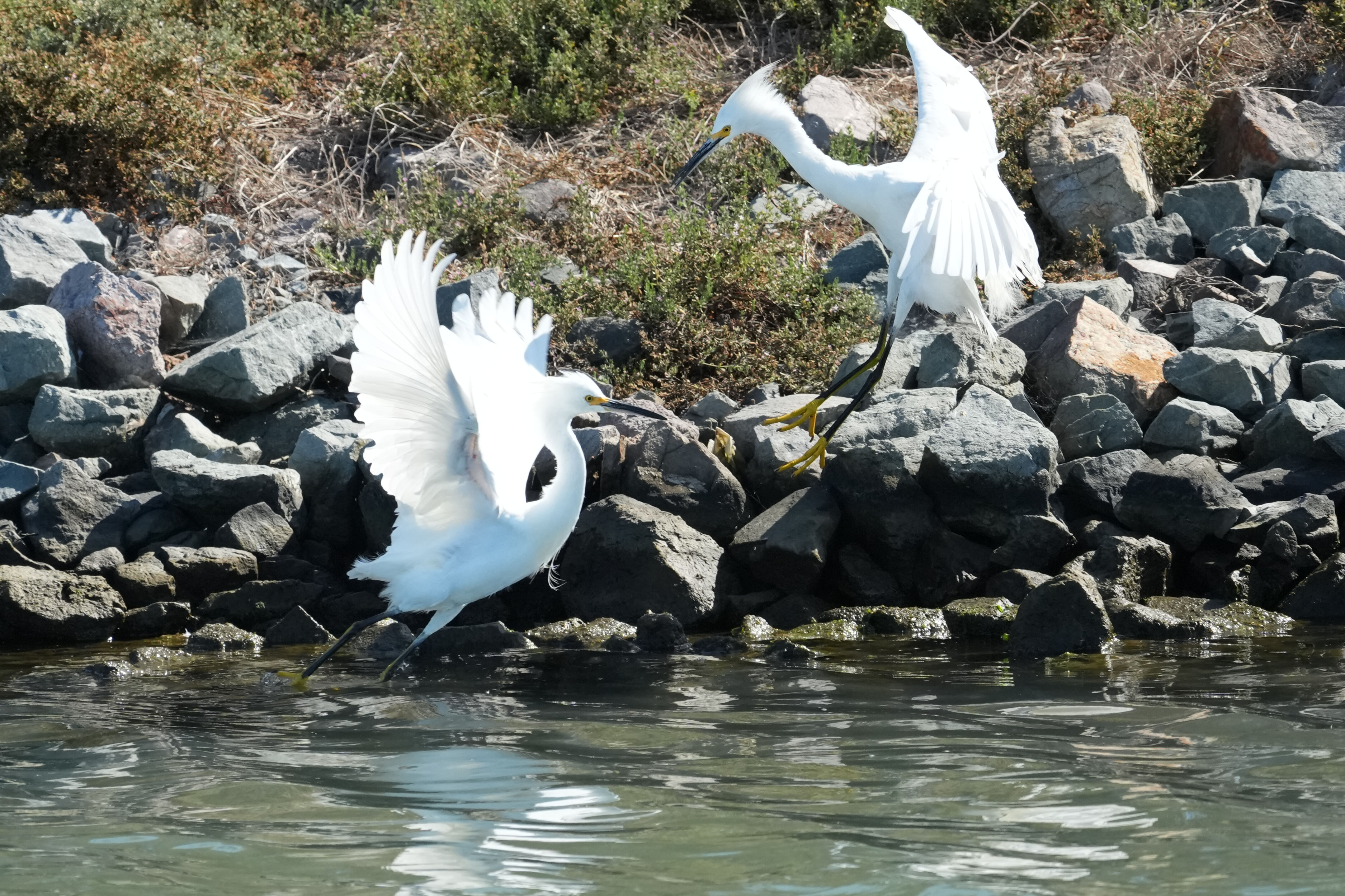 Redwood Shores Loop Trail