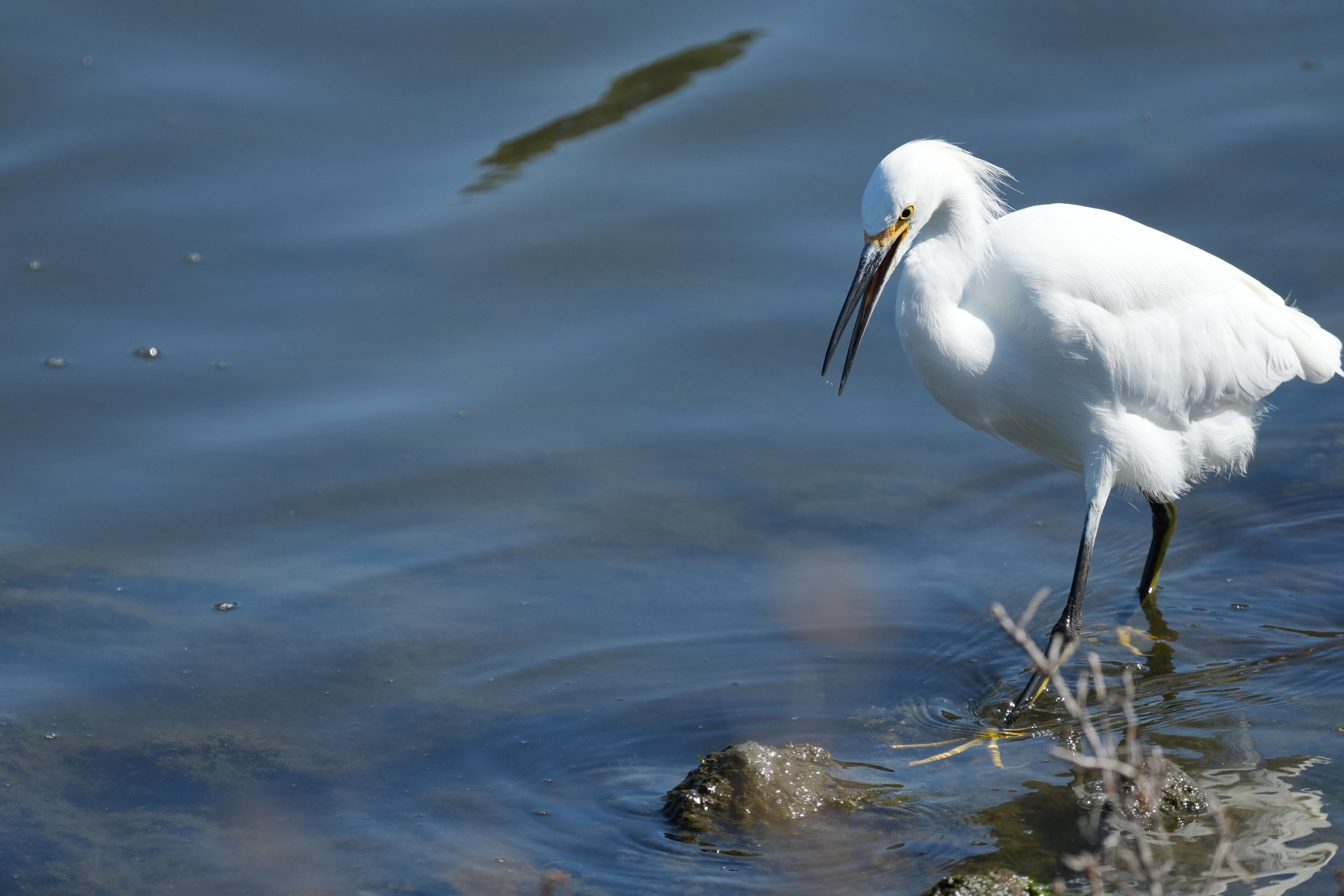 Redwood Shores Loop Trail