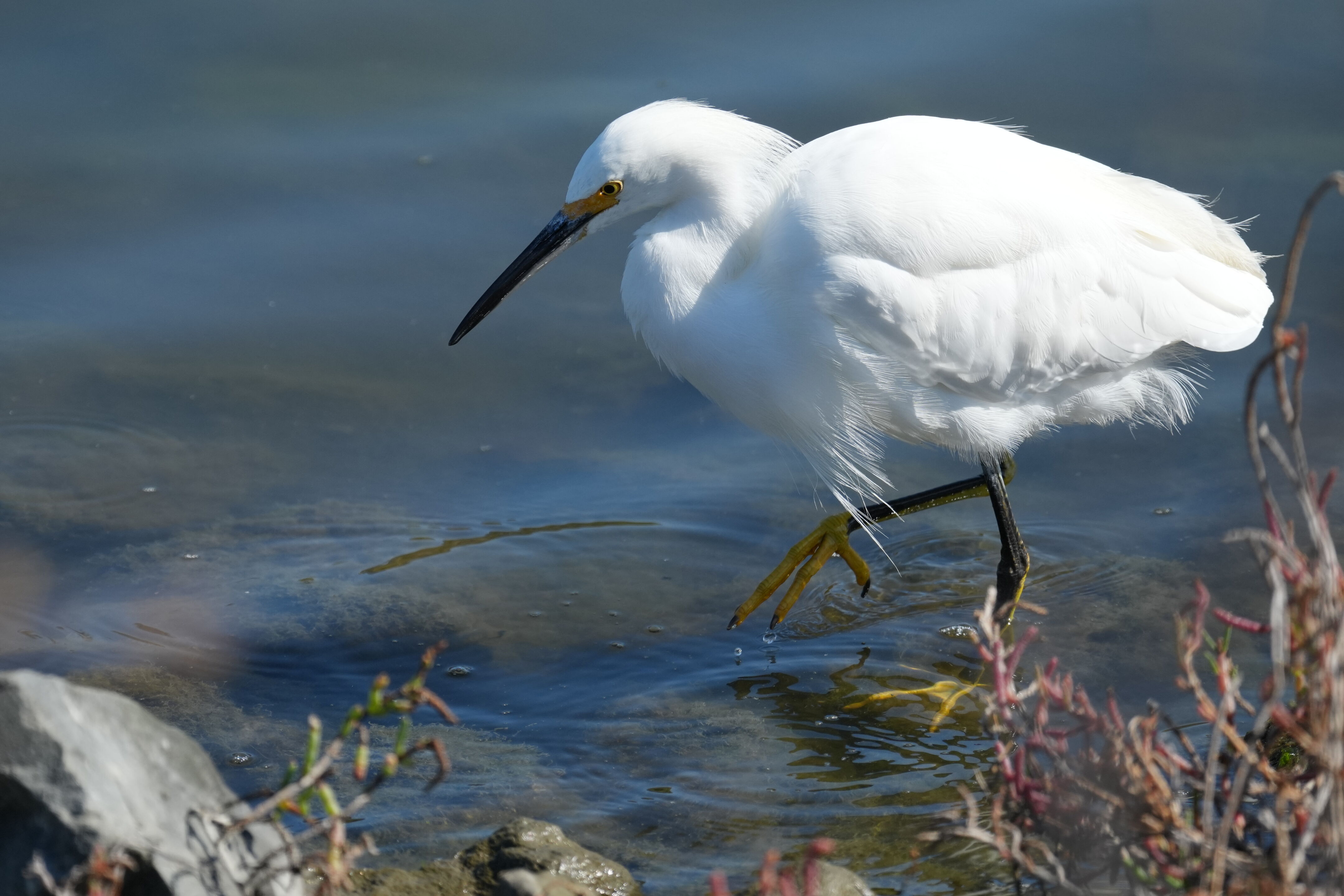 Redwood Shores Loop Trail