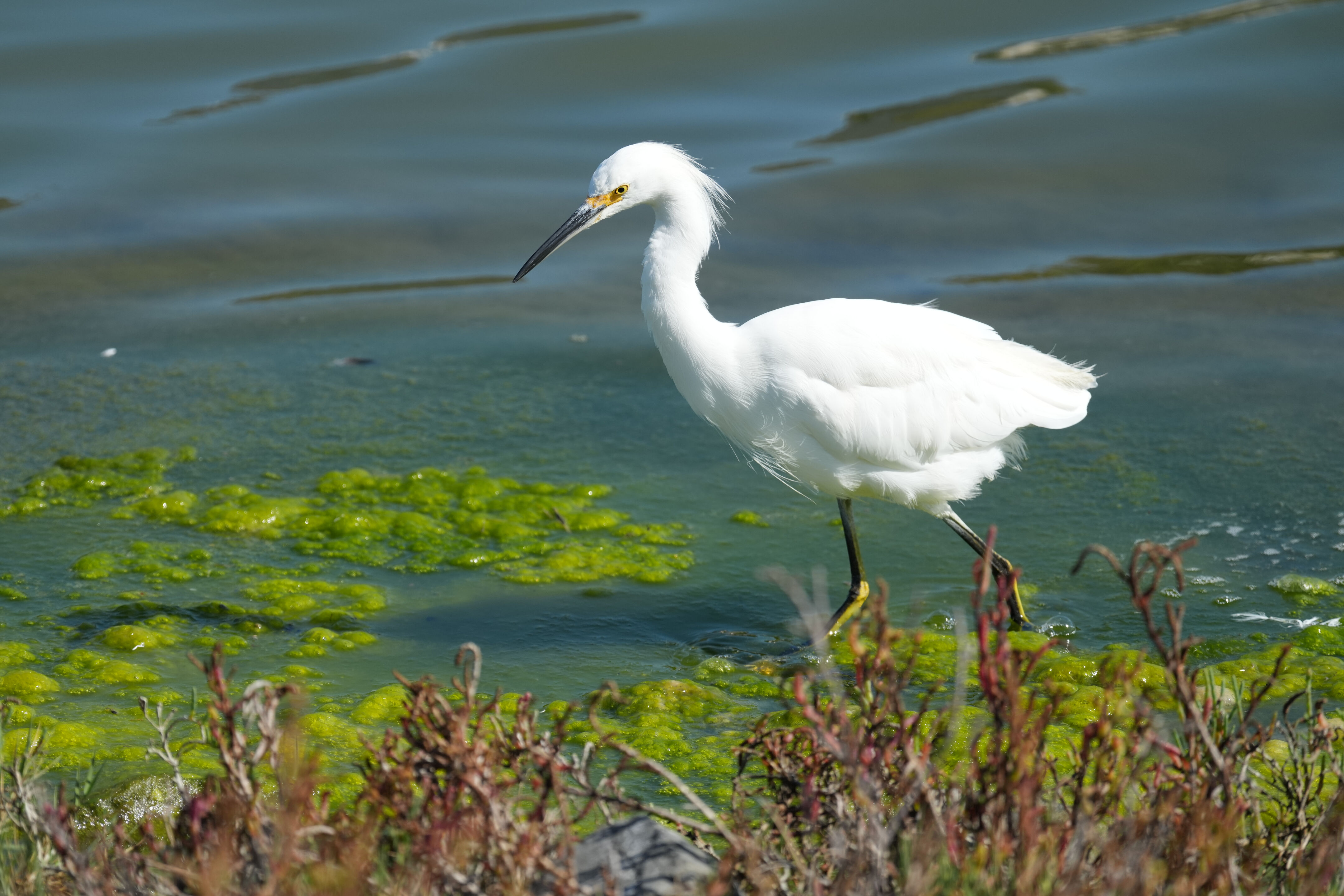 Redwood Shores Loop Trail