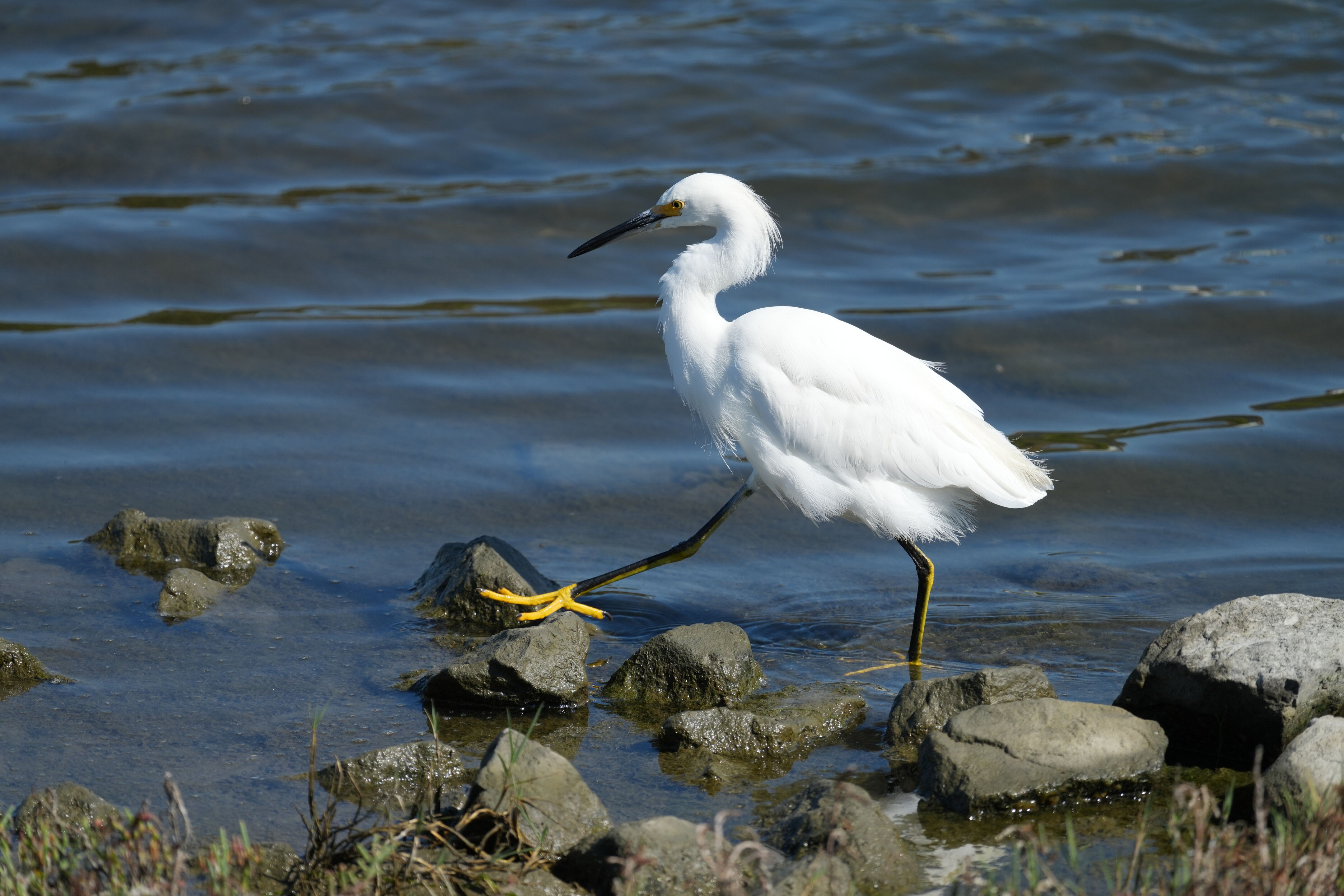 Redwood Shores Loop Trail