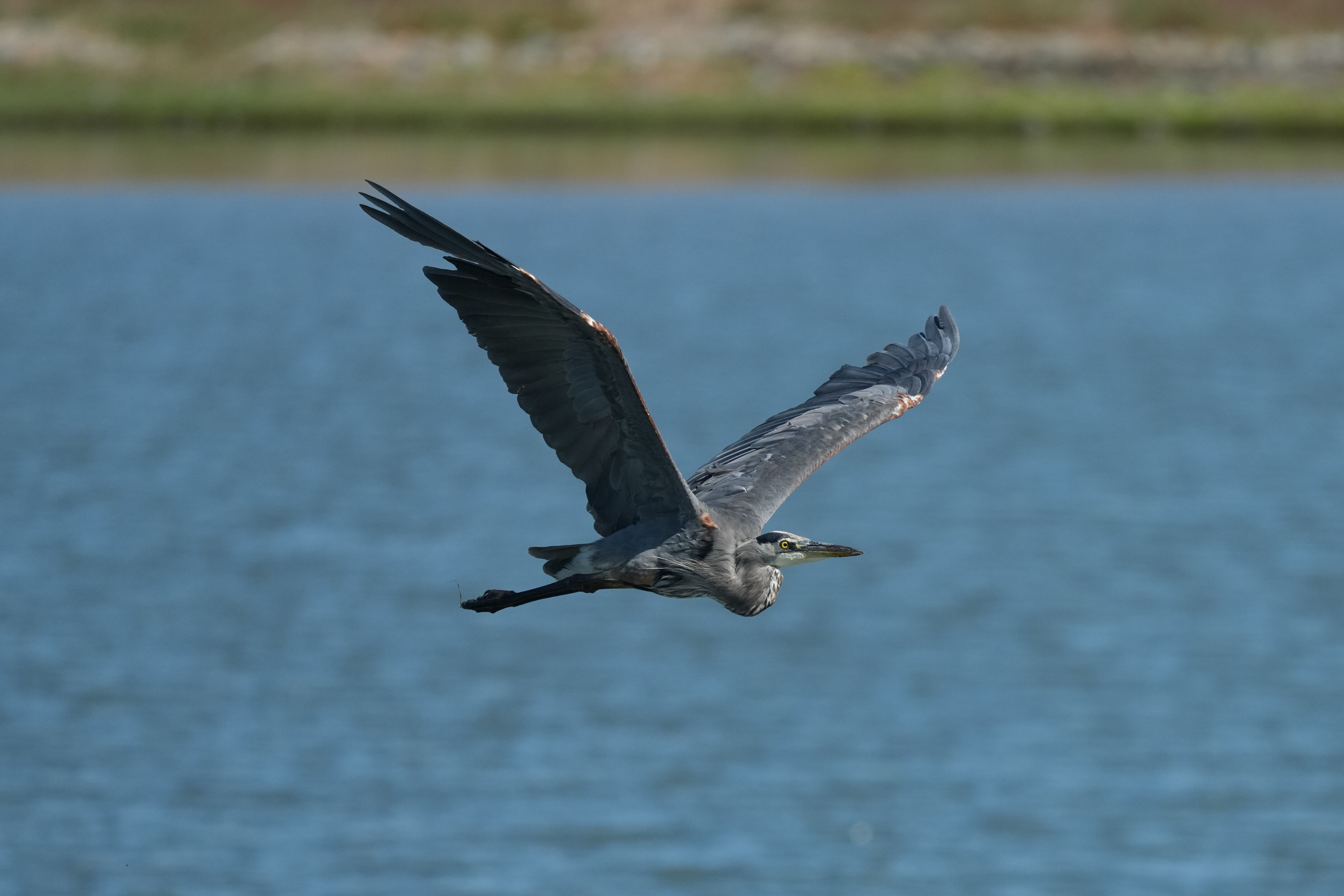 Redwood Shores Loop Trail
