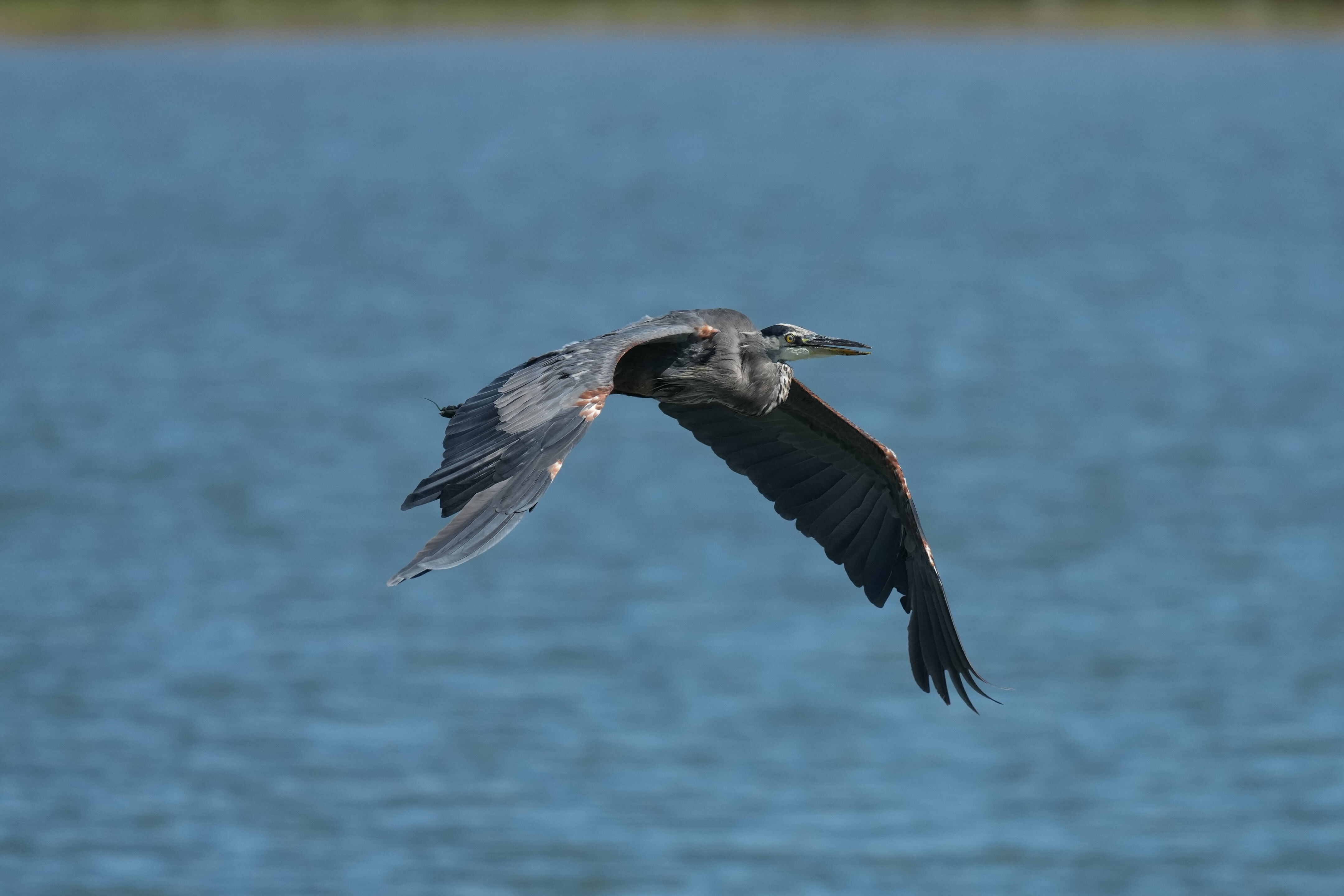 Redwood Shores Loop Trail