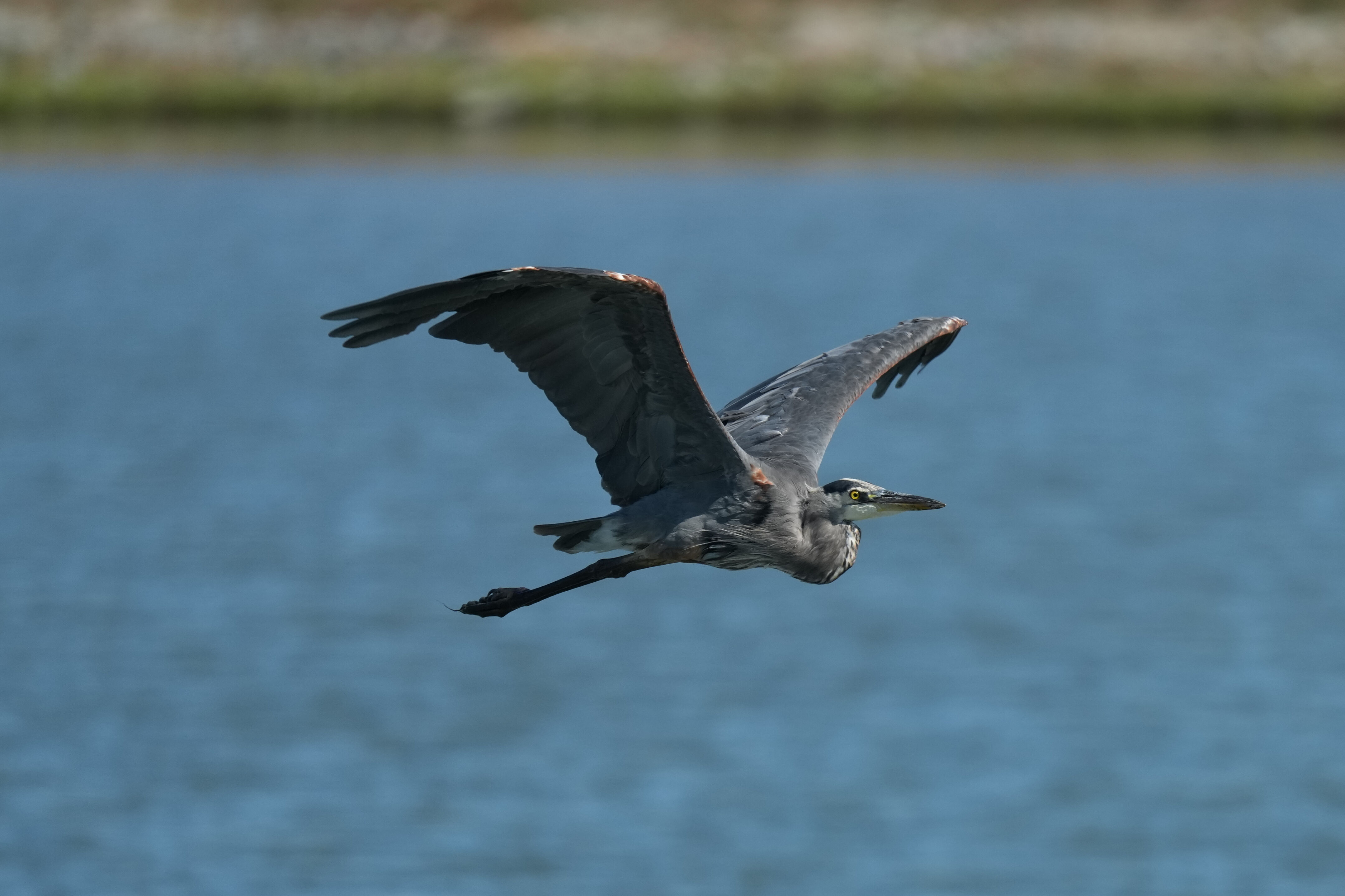 Redwood Shores Loop Trail