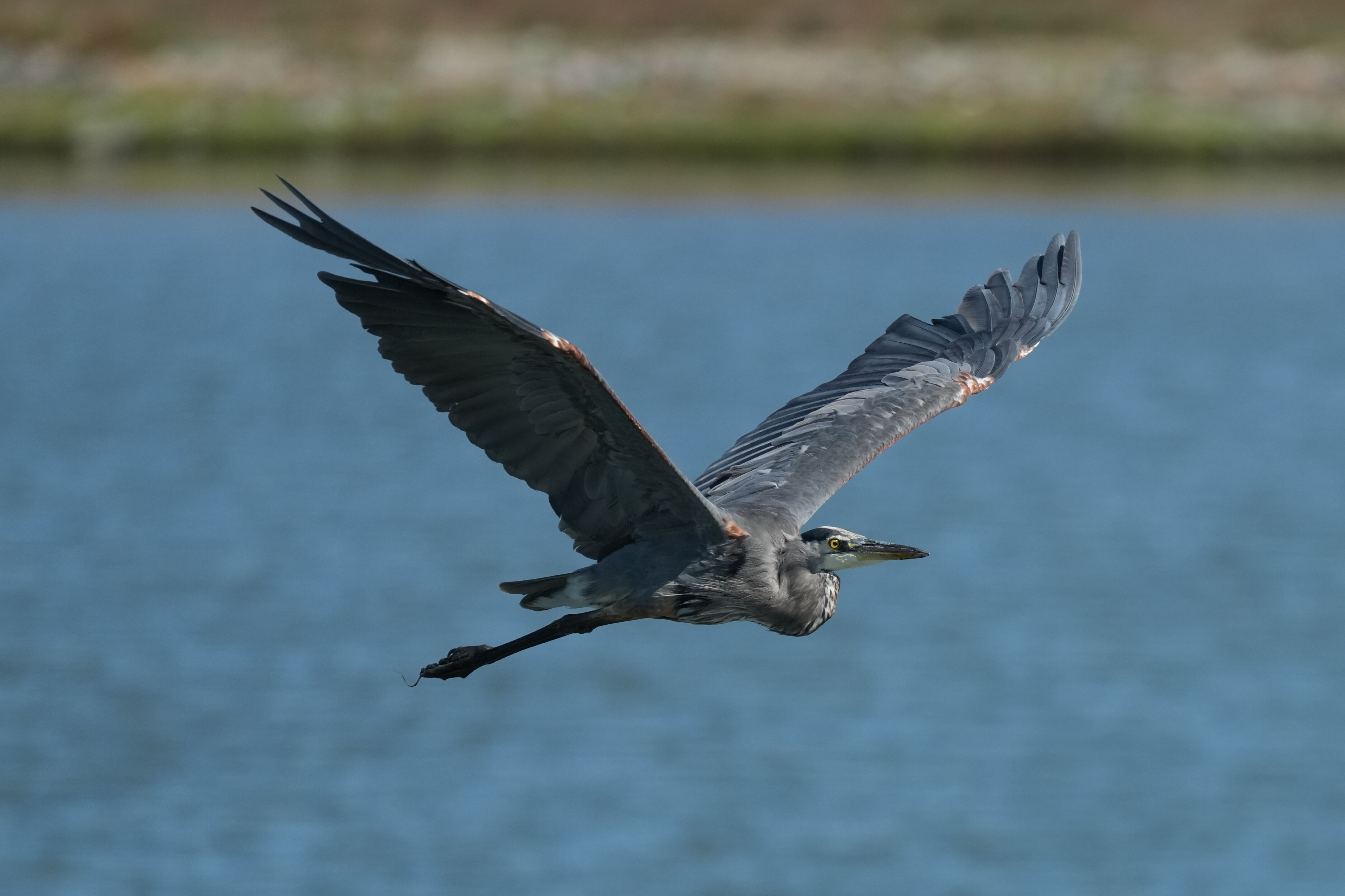 Redwood Shores Loop Trail