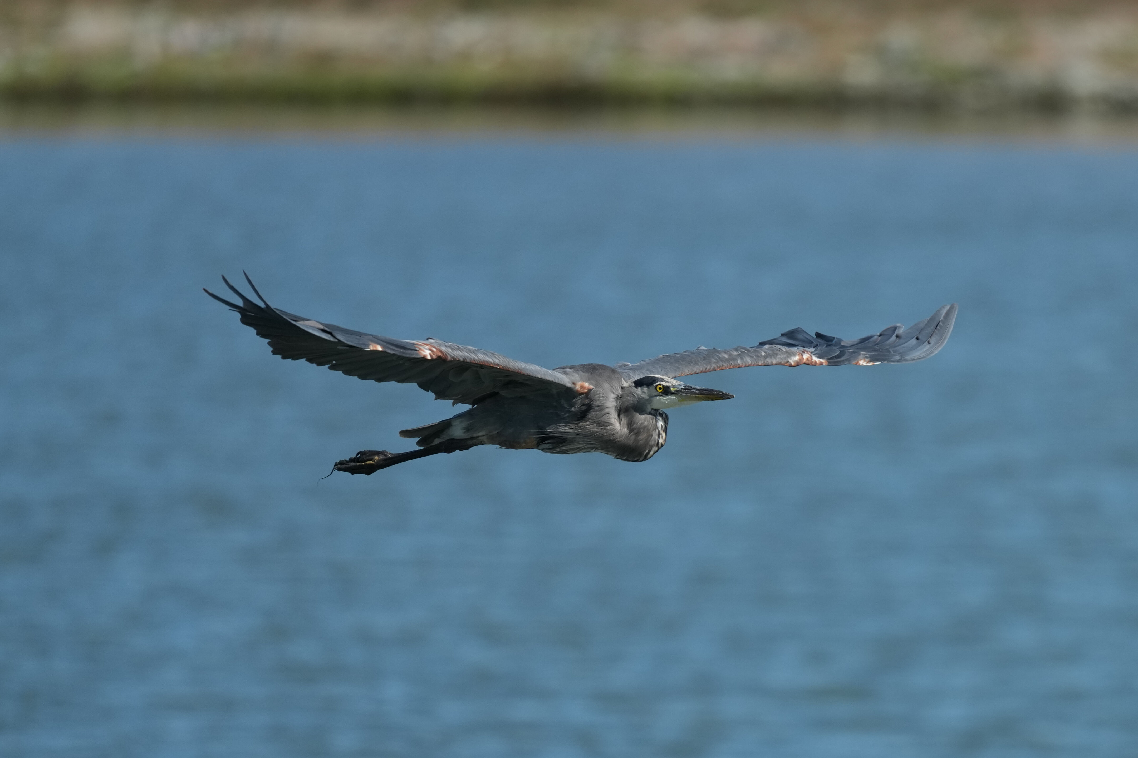 Redwood Shores Loop Trail