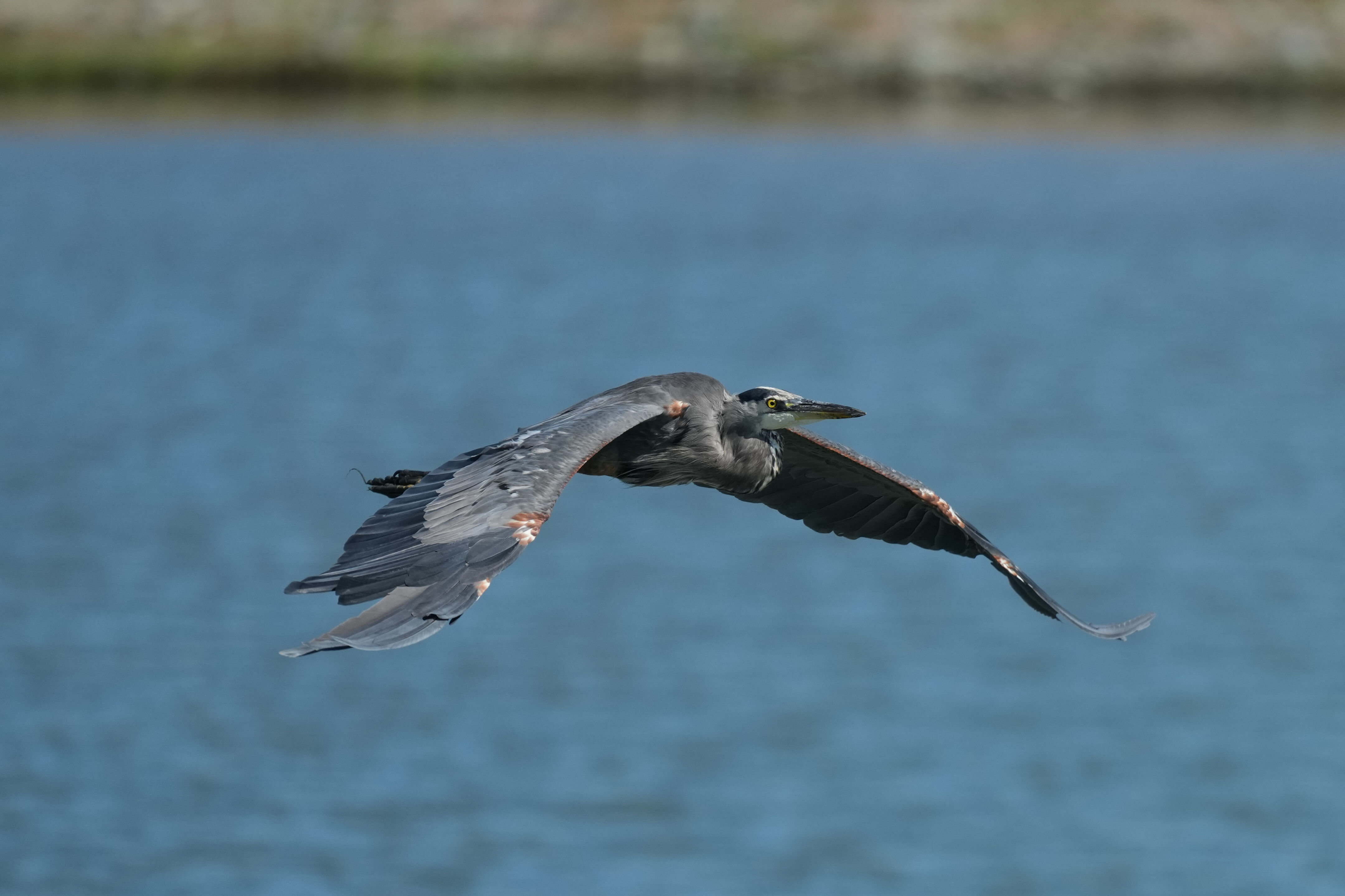 Redwood Shores Loop Trail