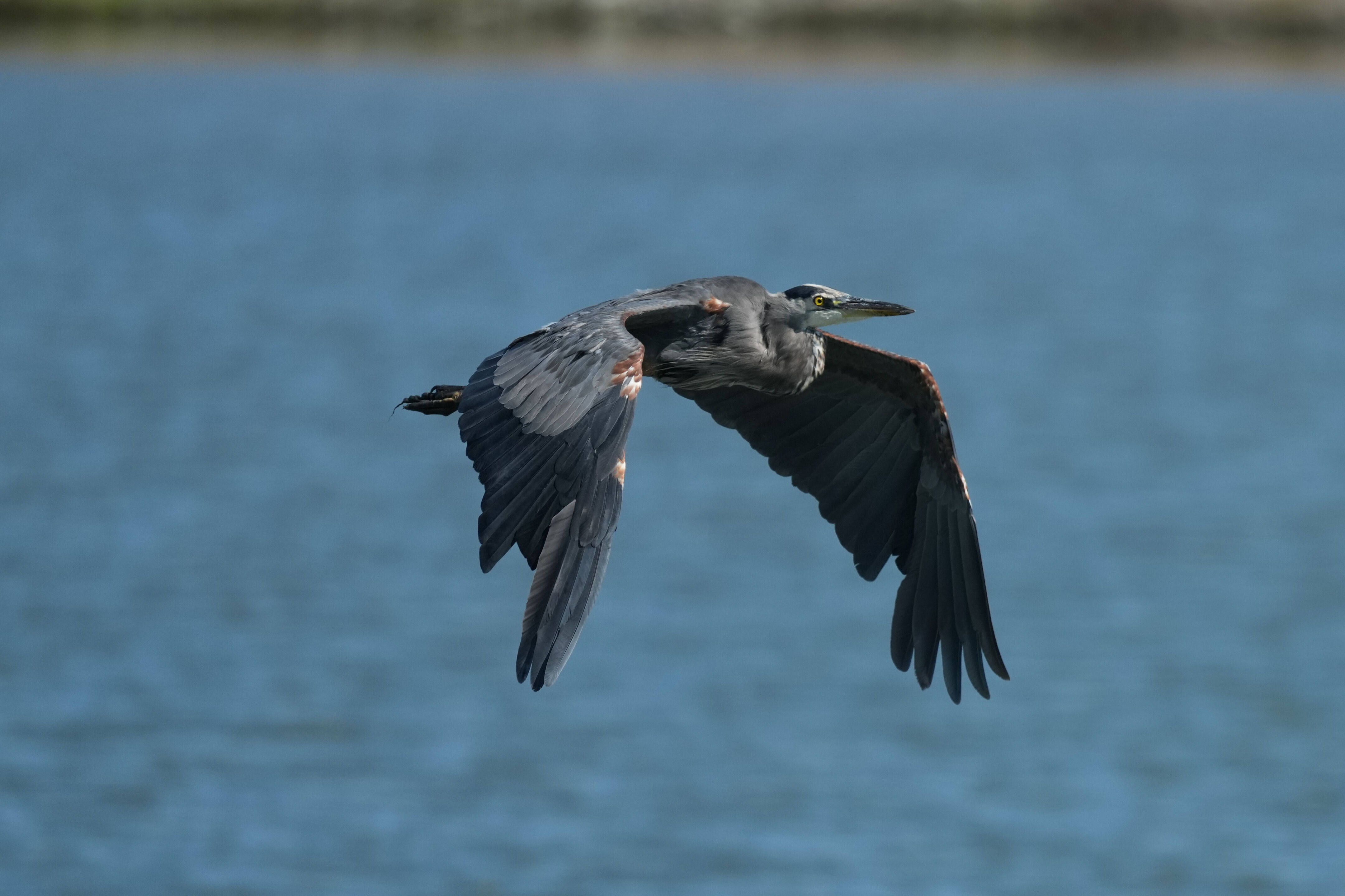 Redwood Shores Loop Trail