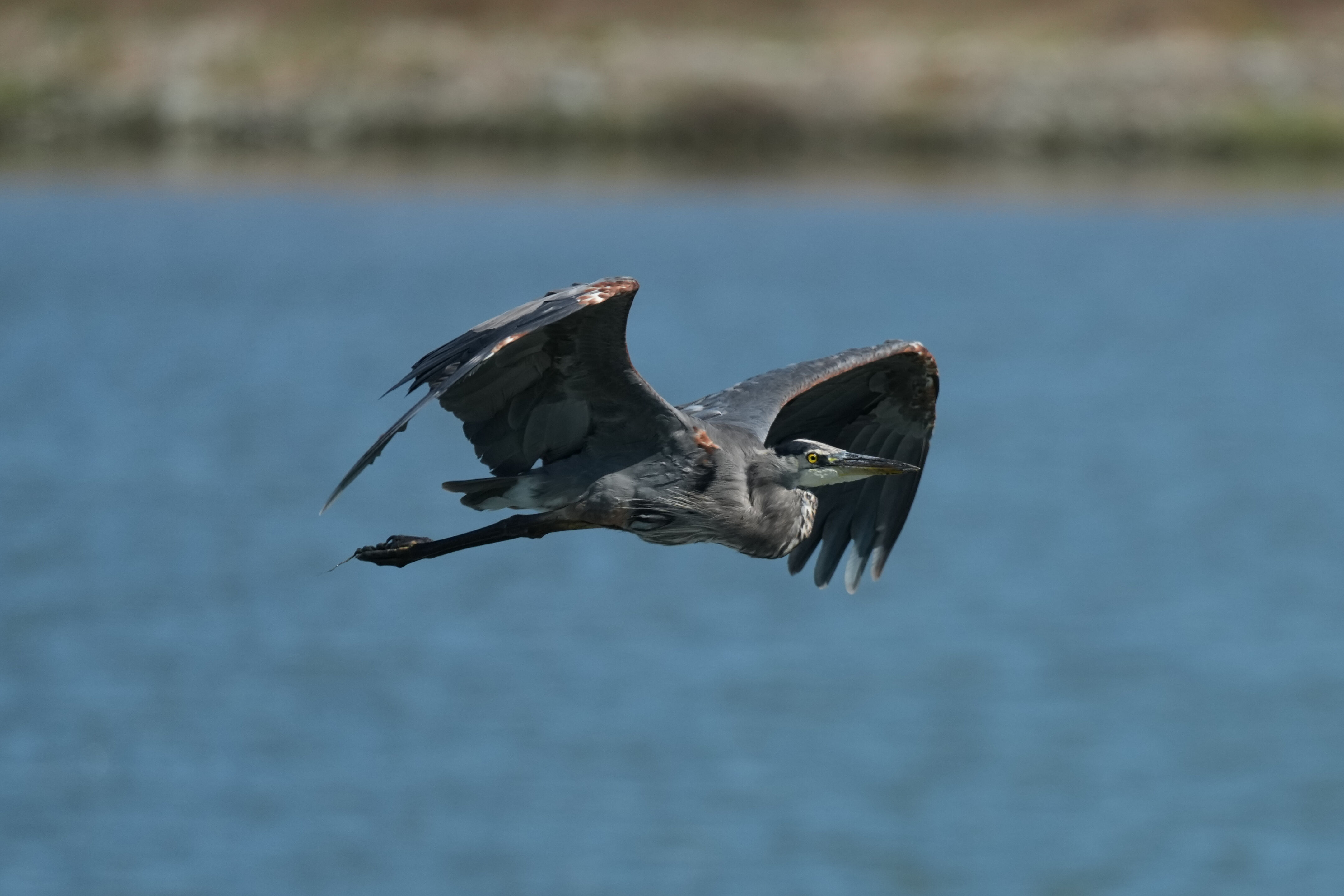 Redwood Shores Loop Trail