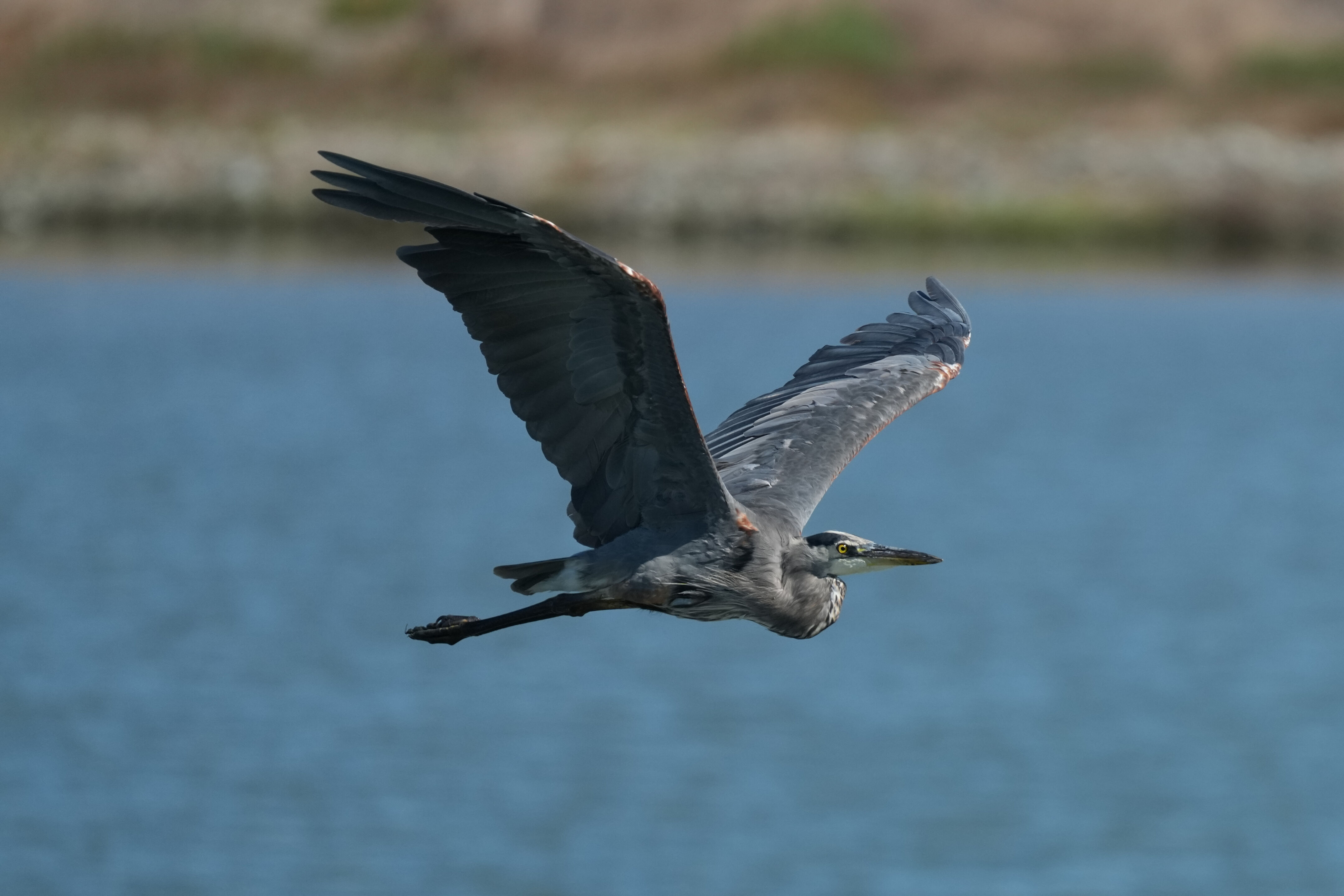 Redwood Shores Loop Trail