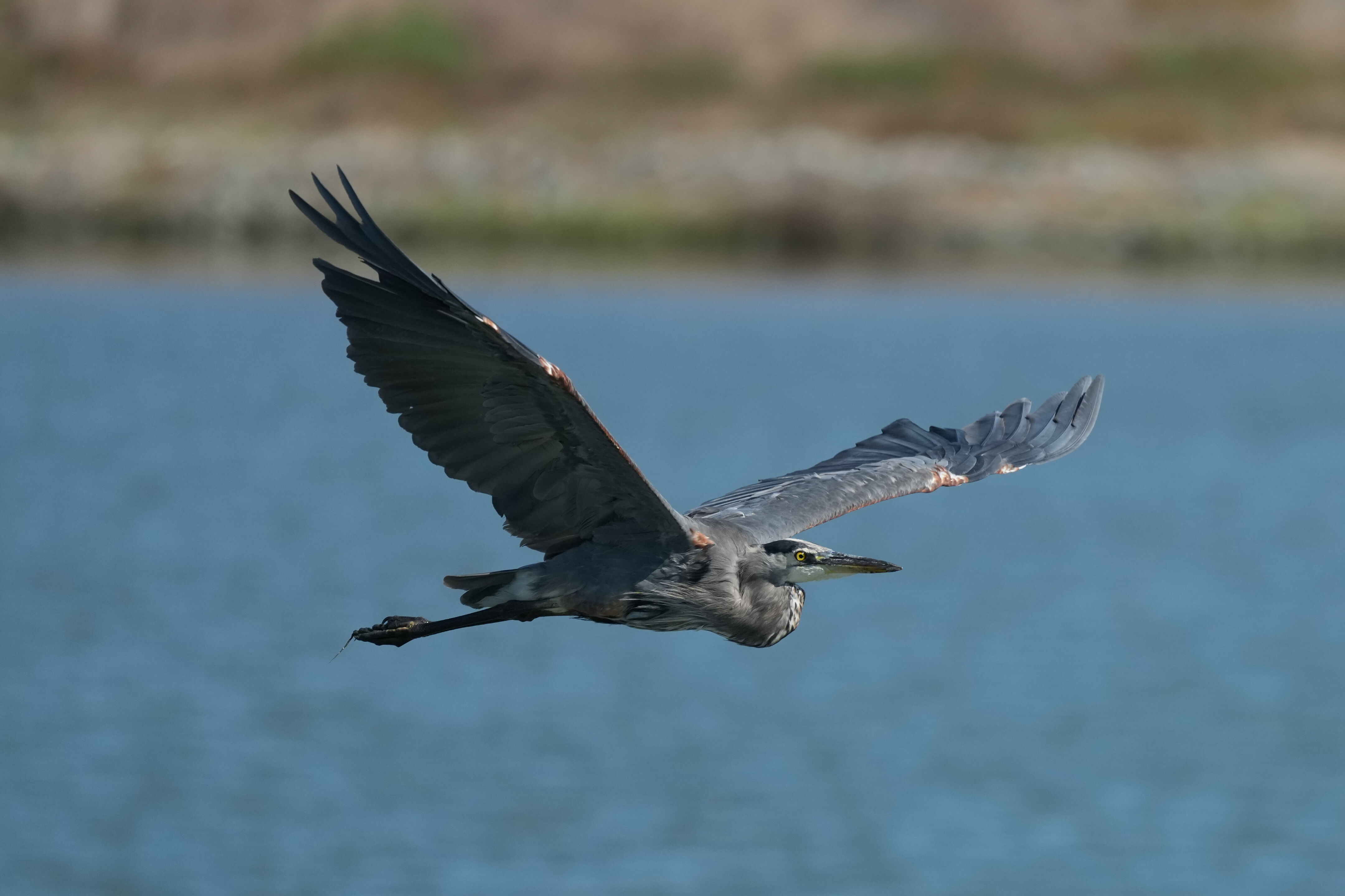 Redwood Shores Loop Trail