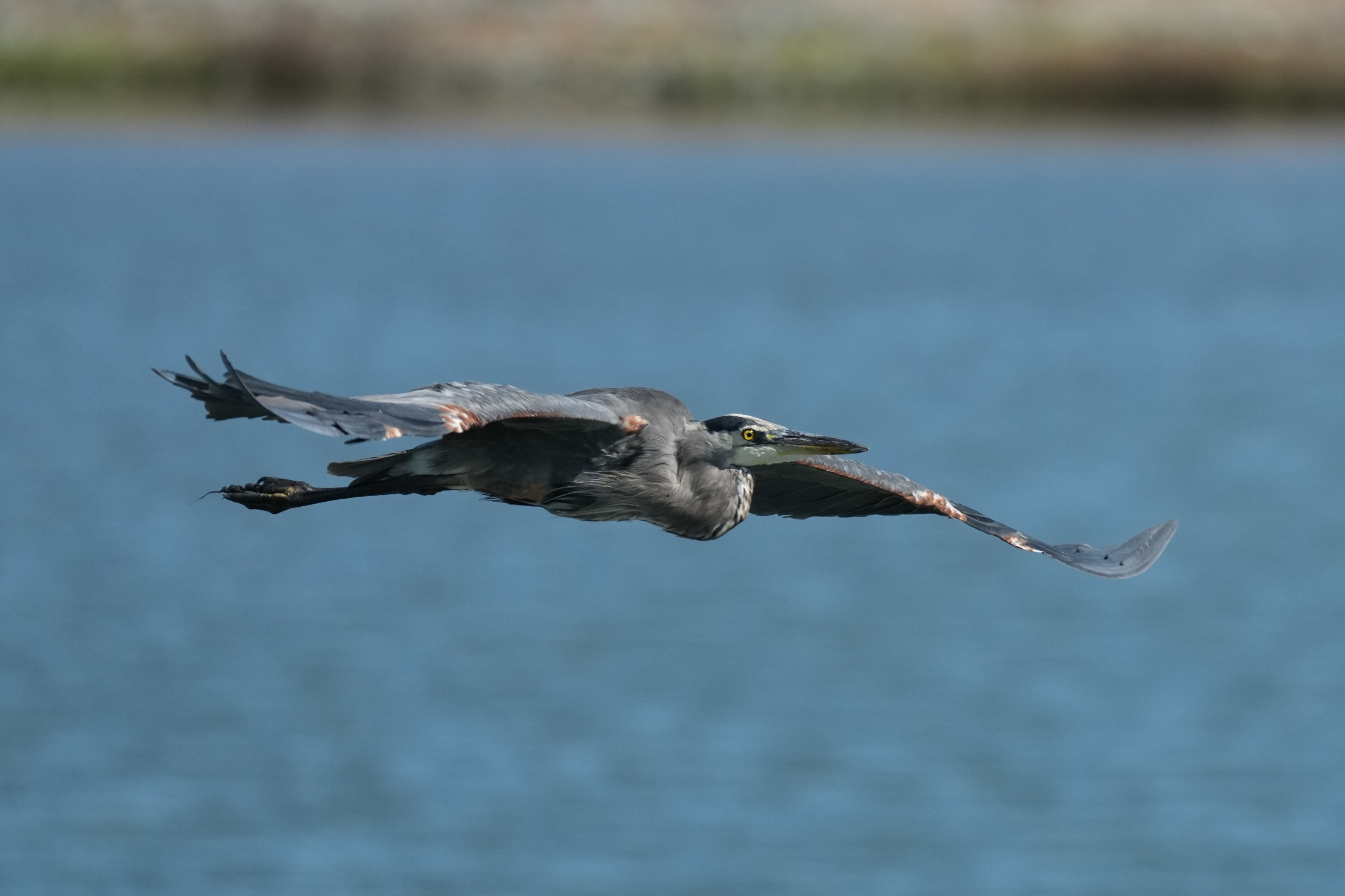 Redwood Shores Loop Trail
