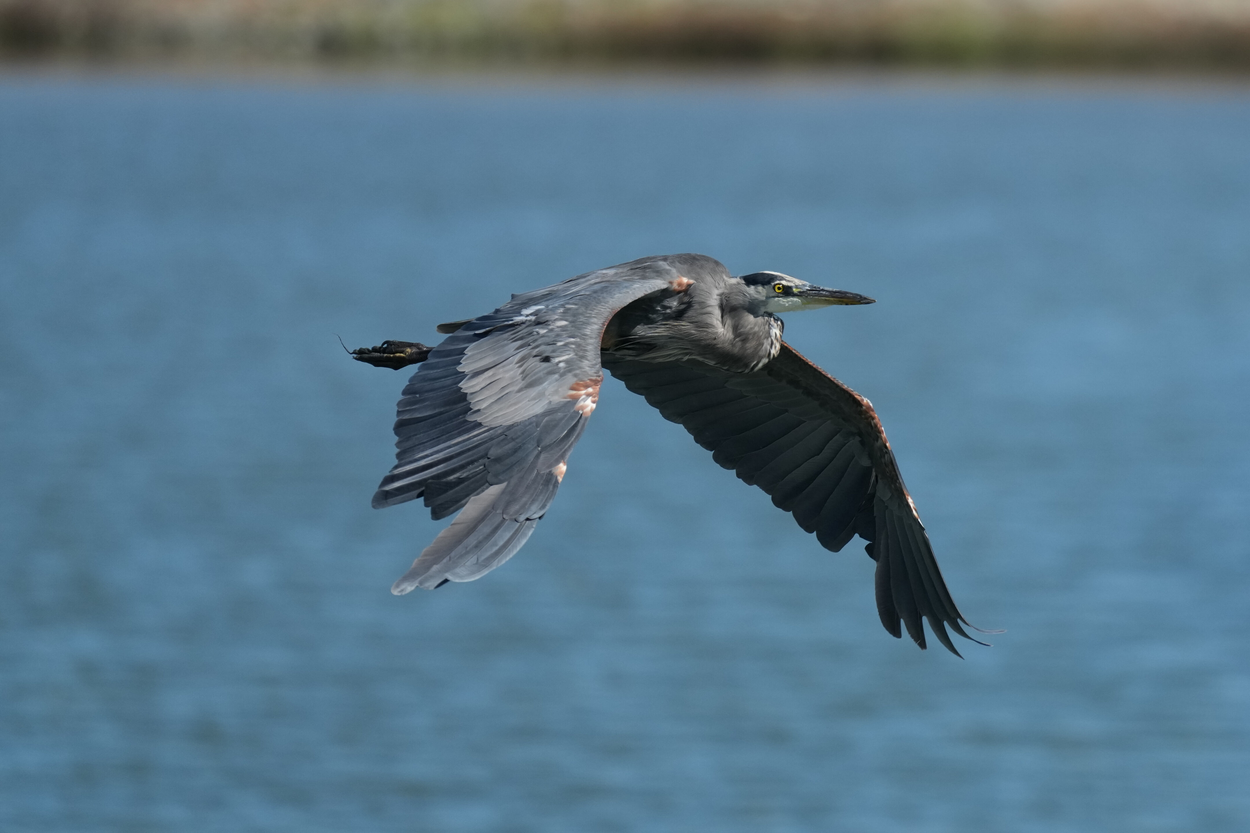 Redwood Shores Loop Trail