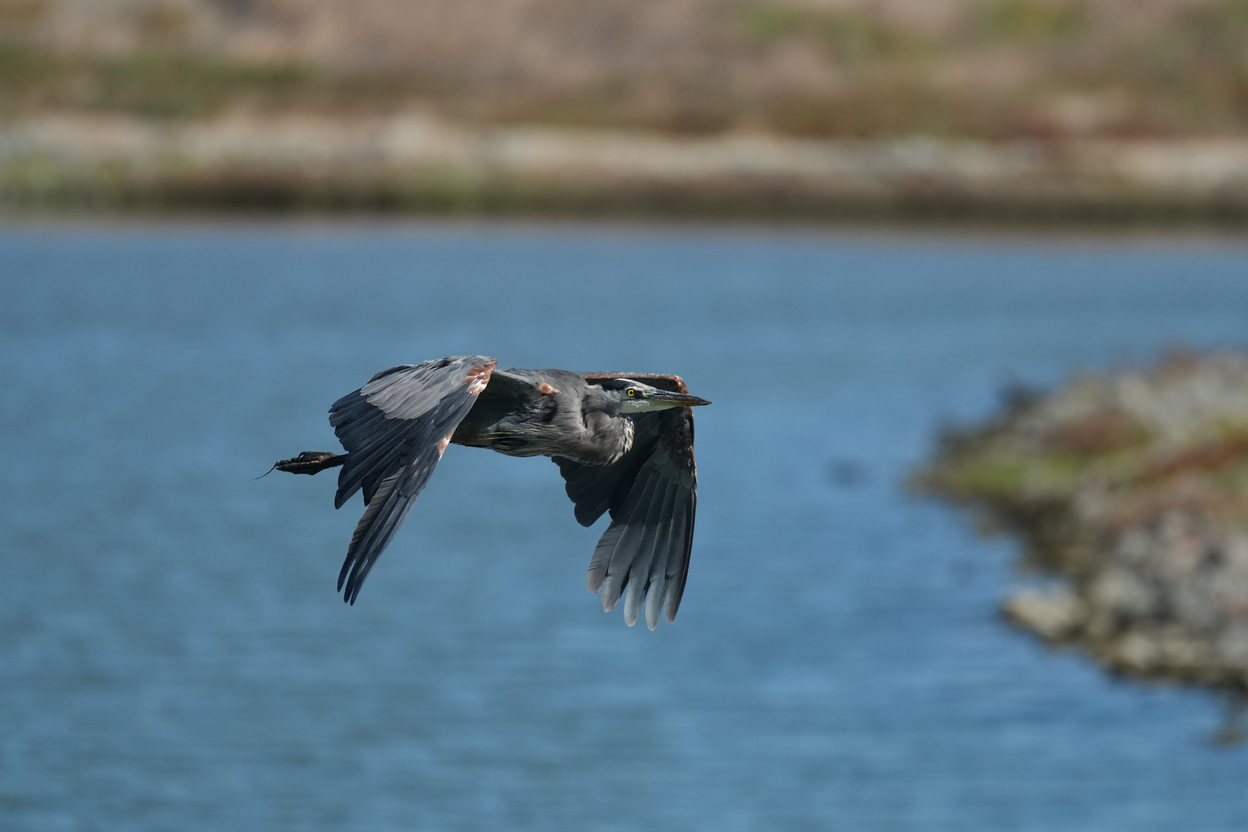 Redwood Shores Loop Trail