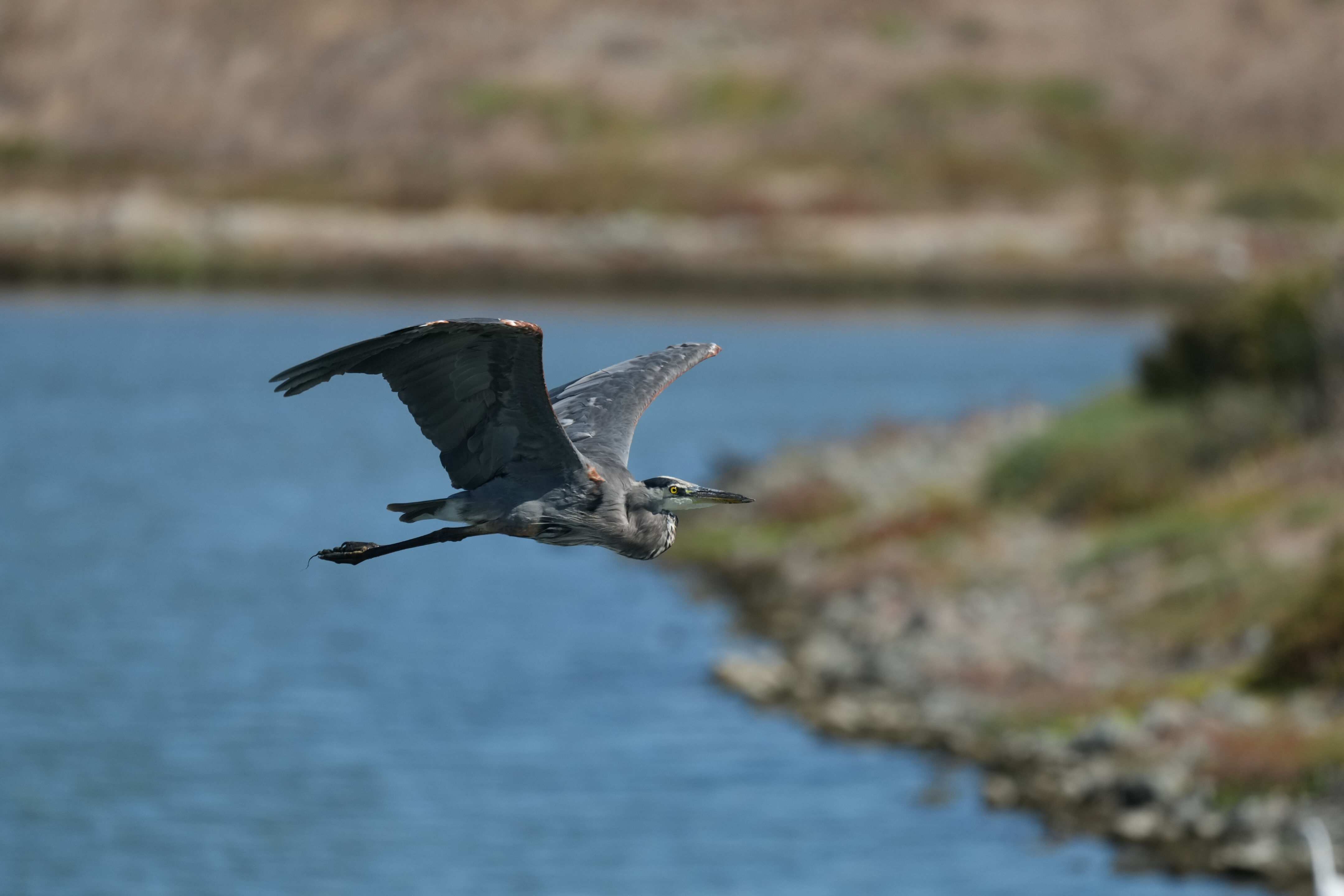 Redwood Shores Loop Trail