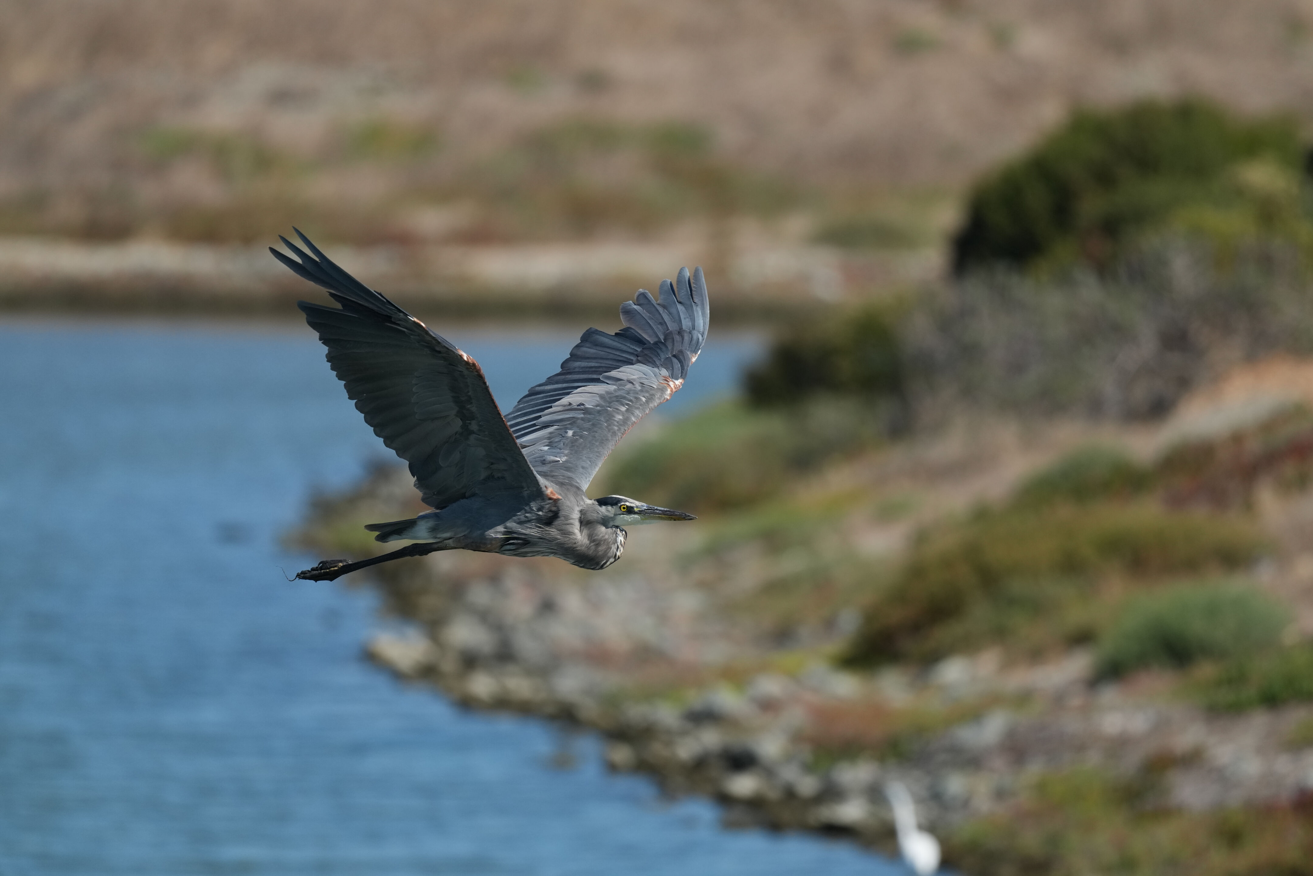 Redwood Shores Loop Trail