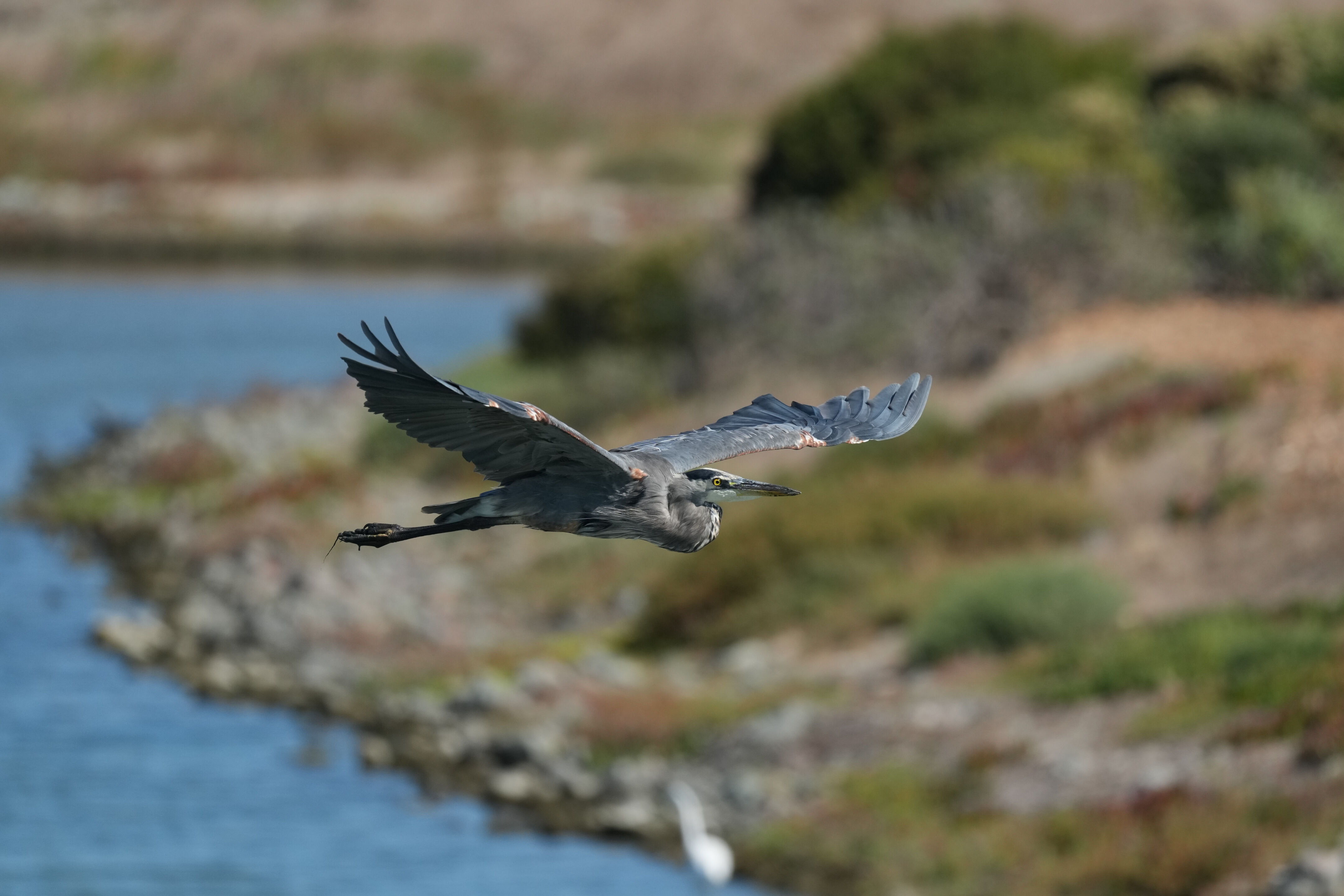Redwood Shores Loop Trail