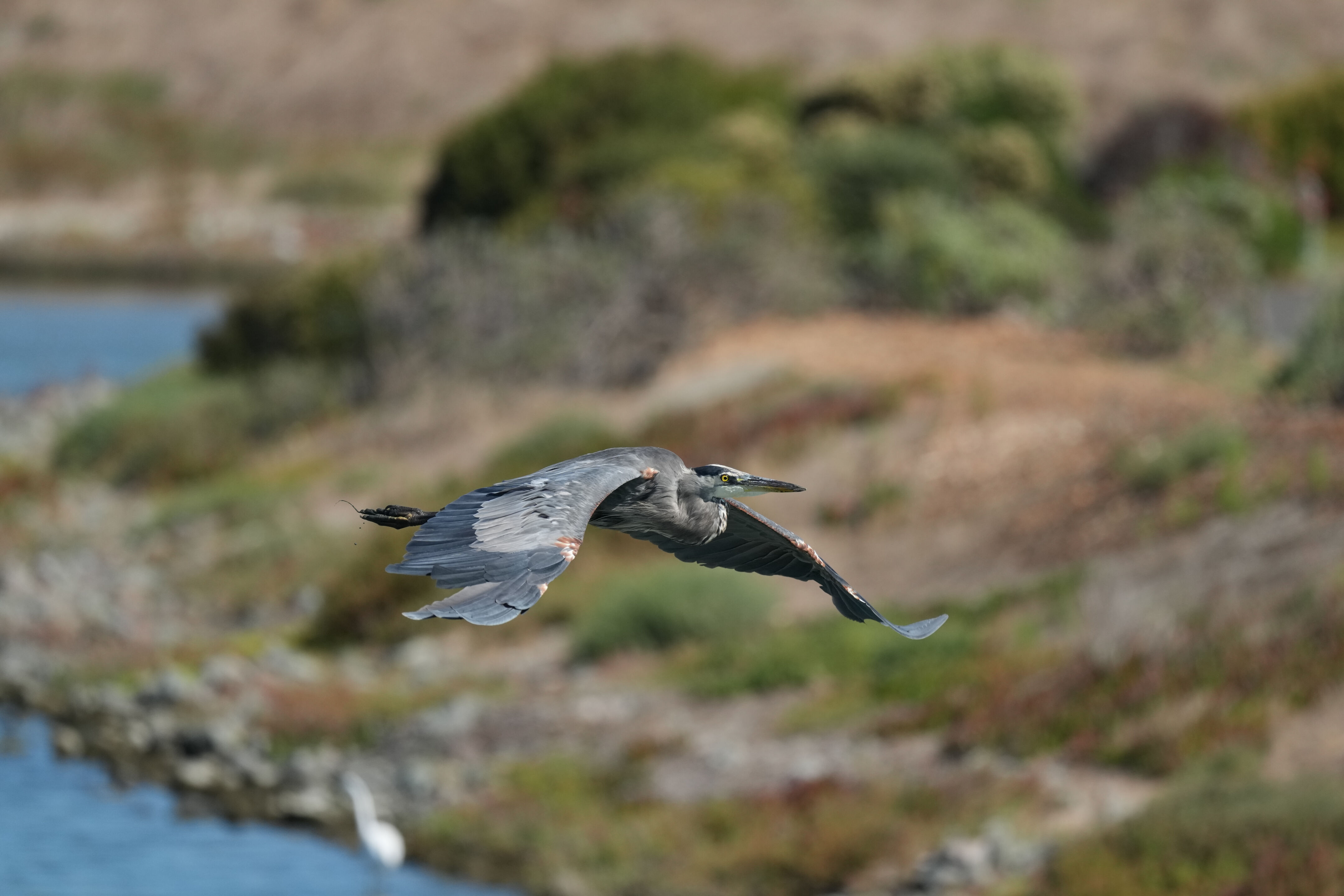Redwood Shores Loop Trail