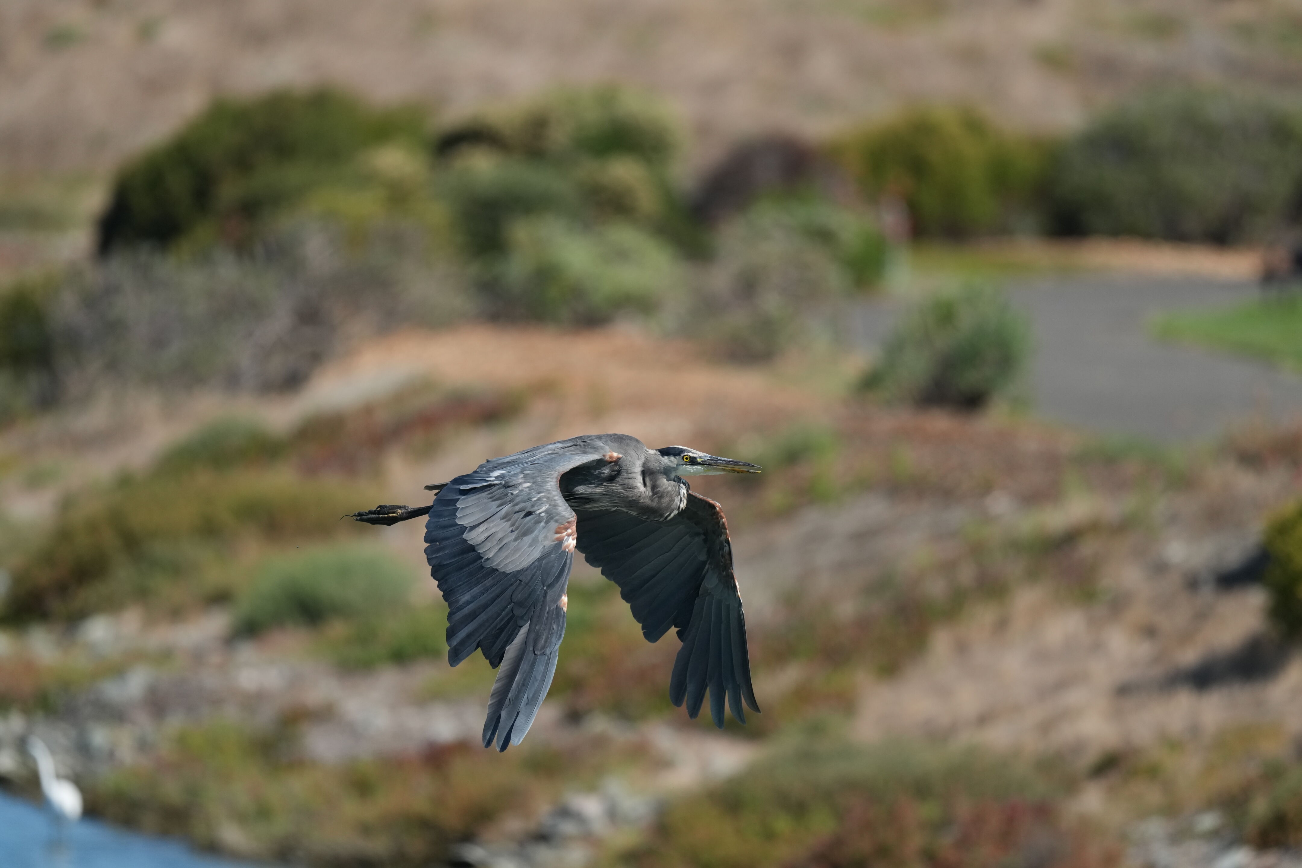 Redwood Shores Loop Trail