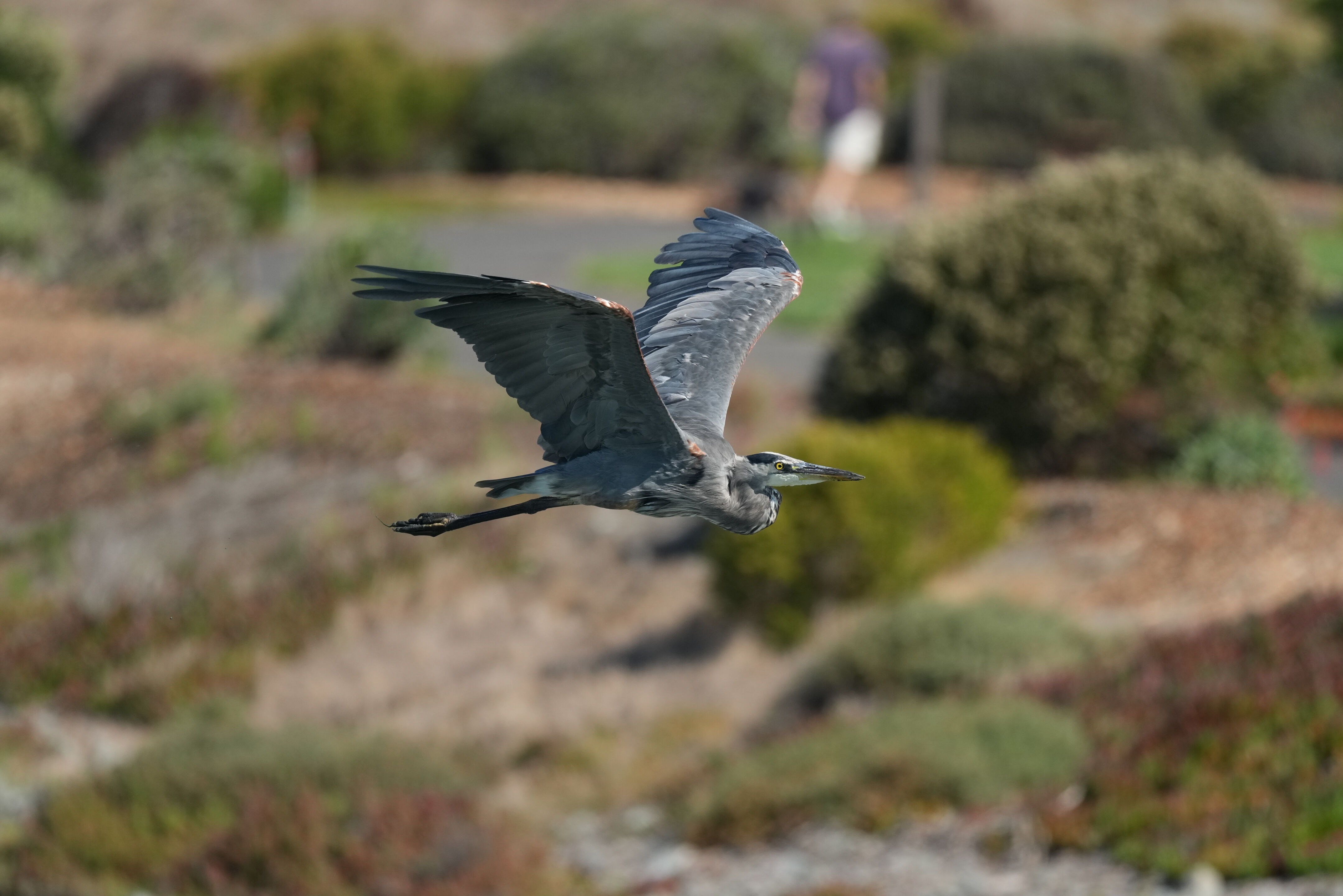 Redwood Shores Loop Trail