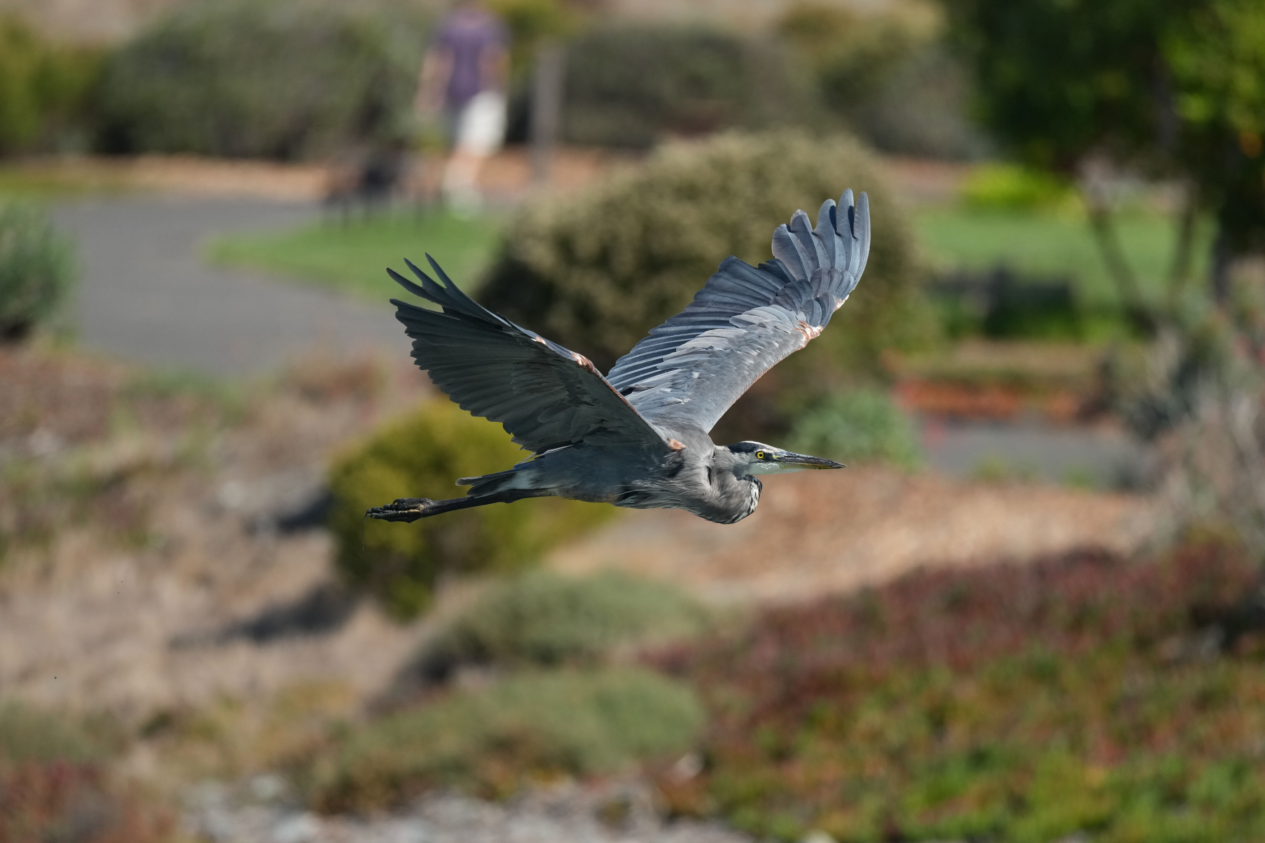 Redwood Shores Loop Trail