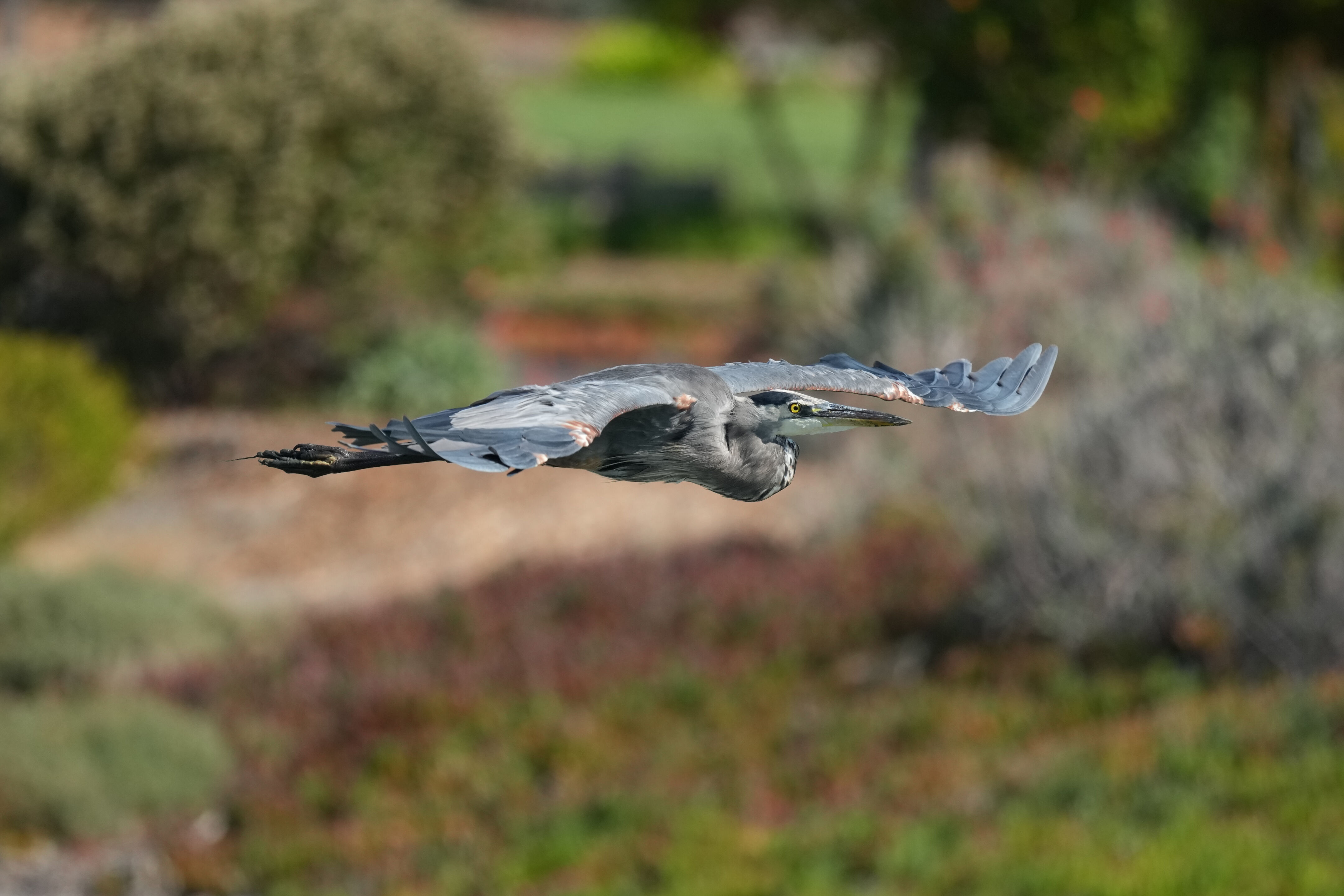 Redwood Shores Loop Trail