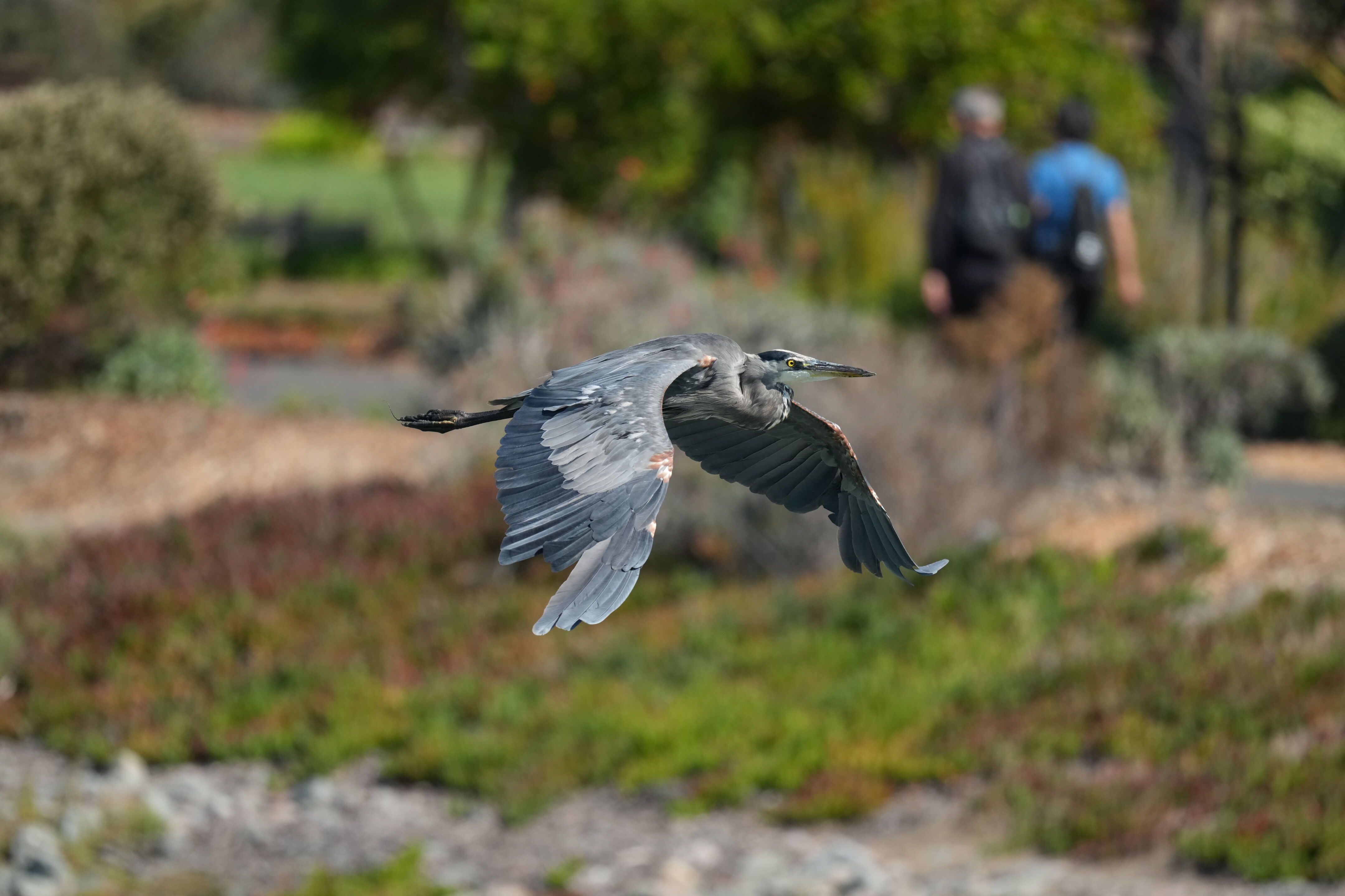 Redwood Shores Loop Trail