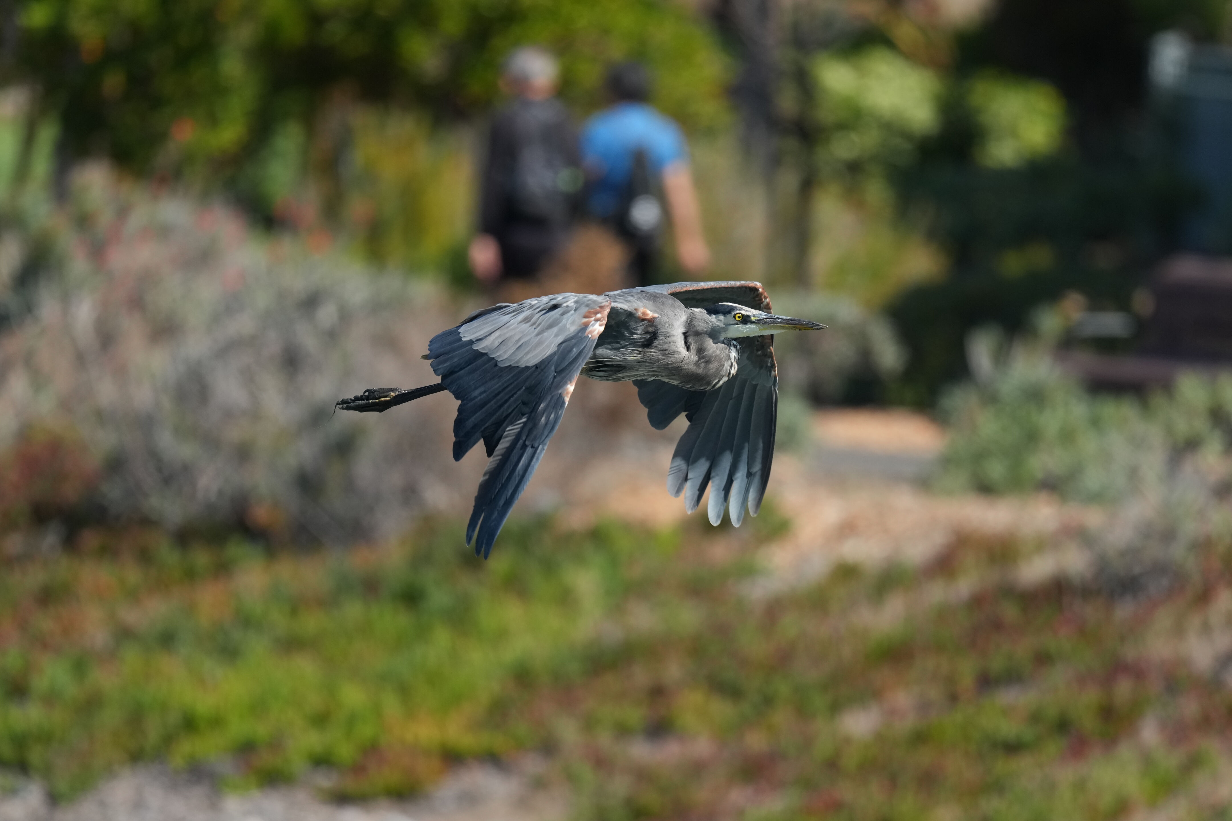 Redwood Shores Loop Trail