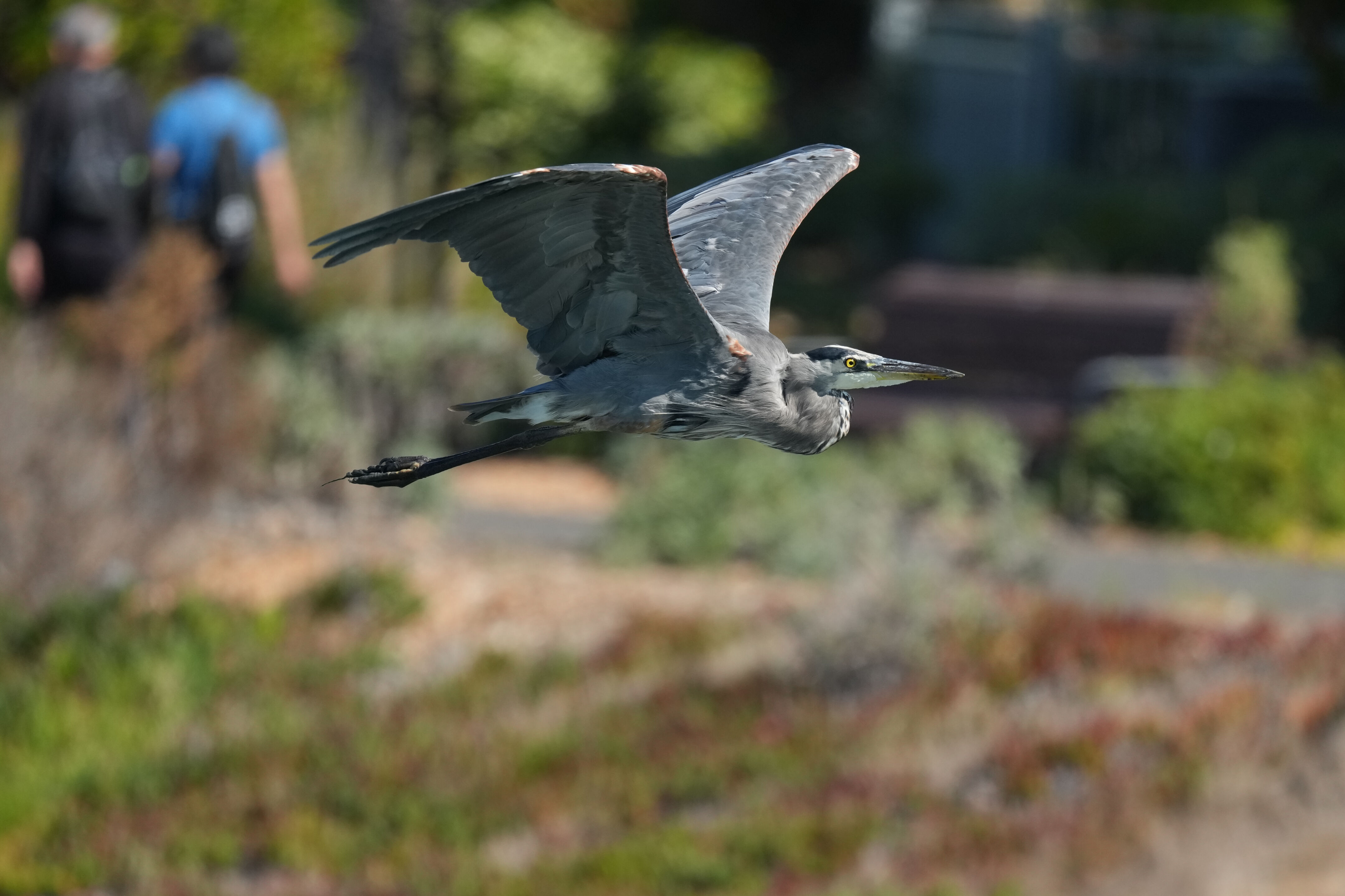 Redwood Shores Loop Trail