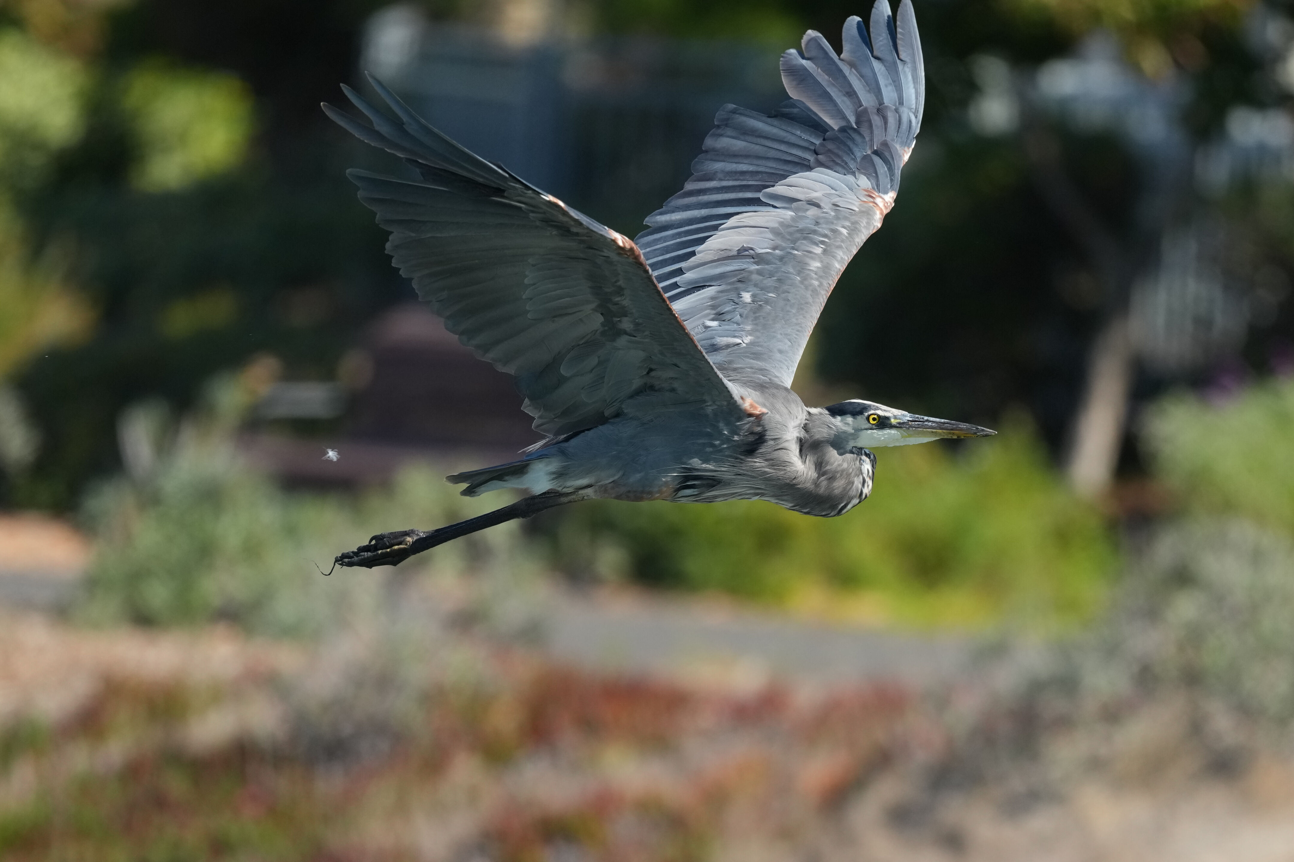 Redwood Shores Loop Trail