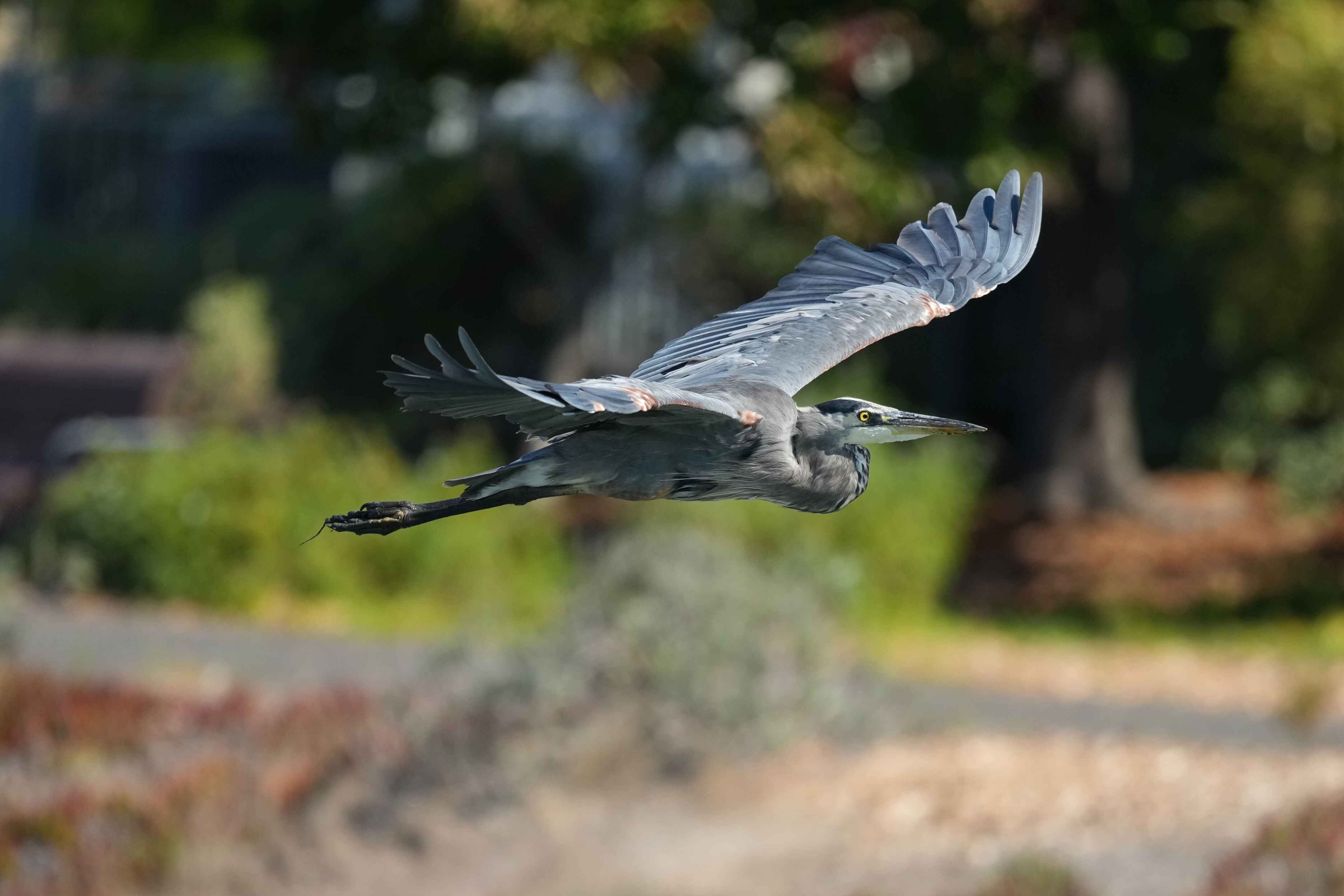 Redwood Shores Loop Trail