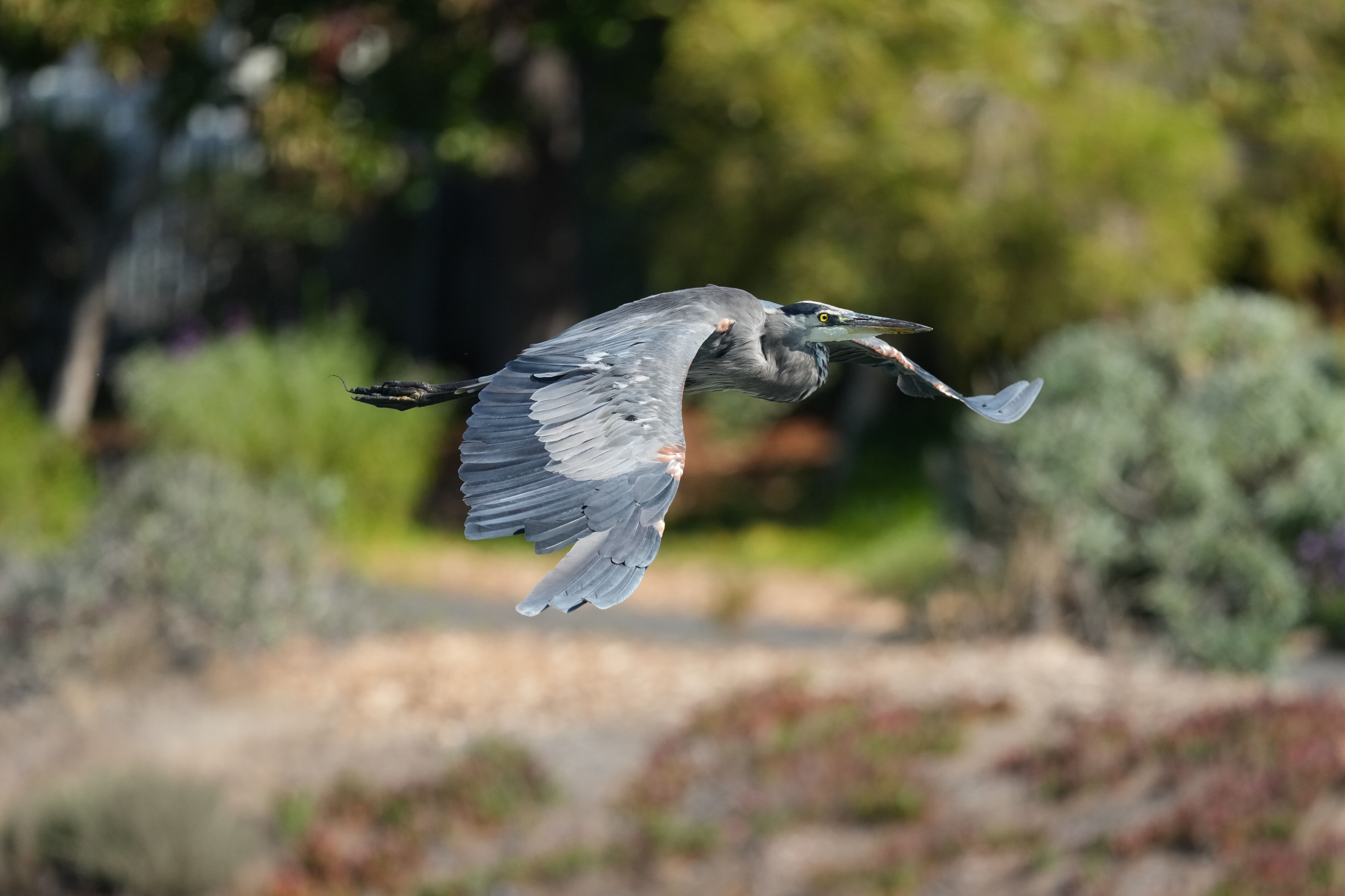 Redwood Shores Loop Trail