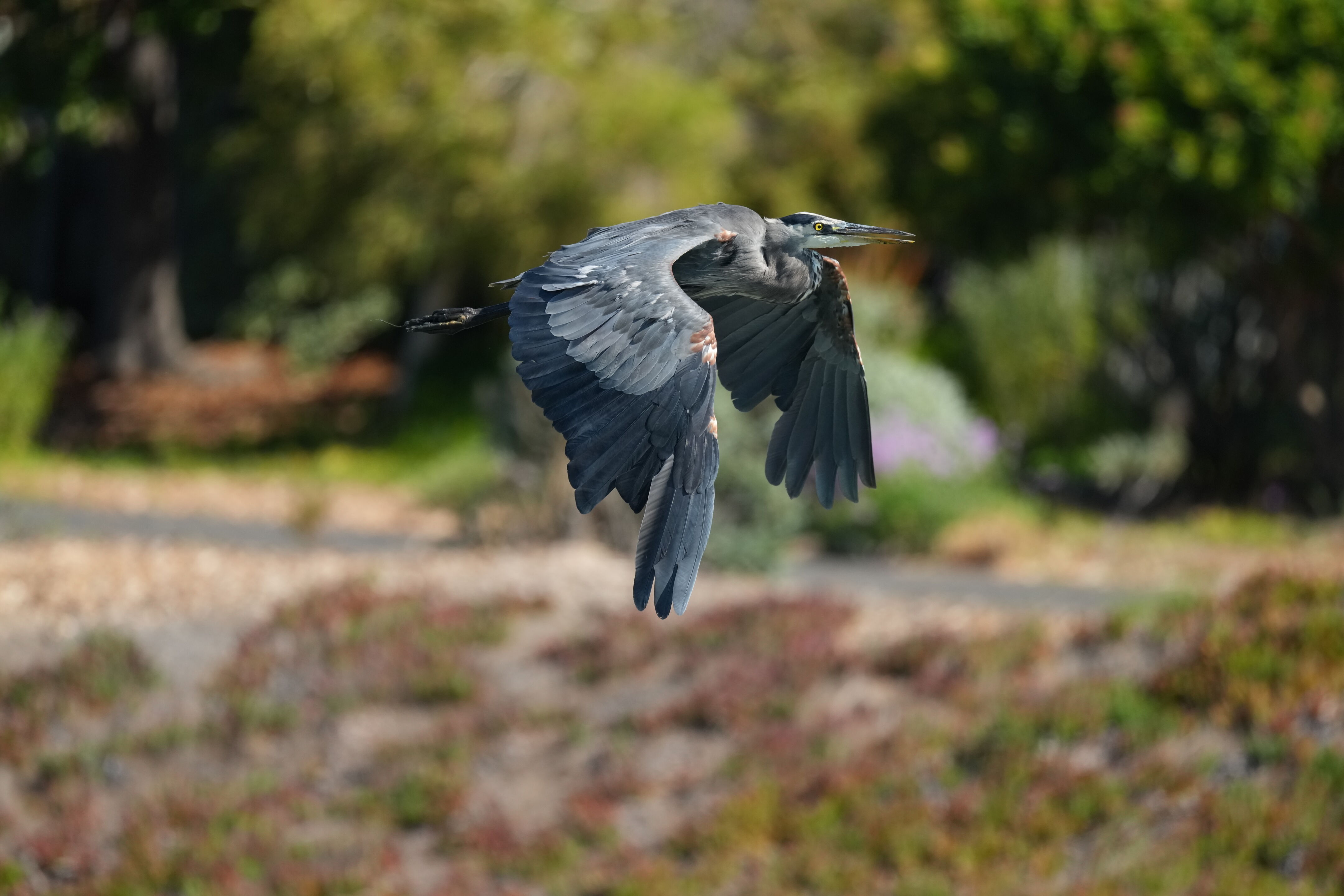 Redwood Shores Loop Trail