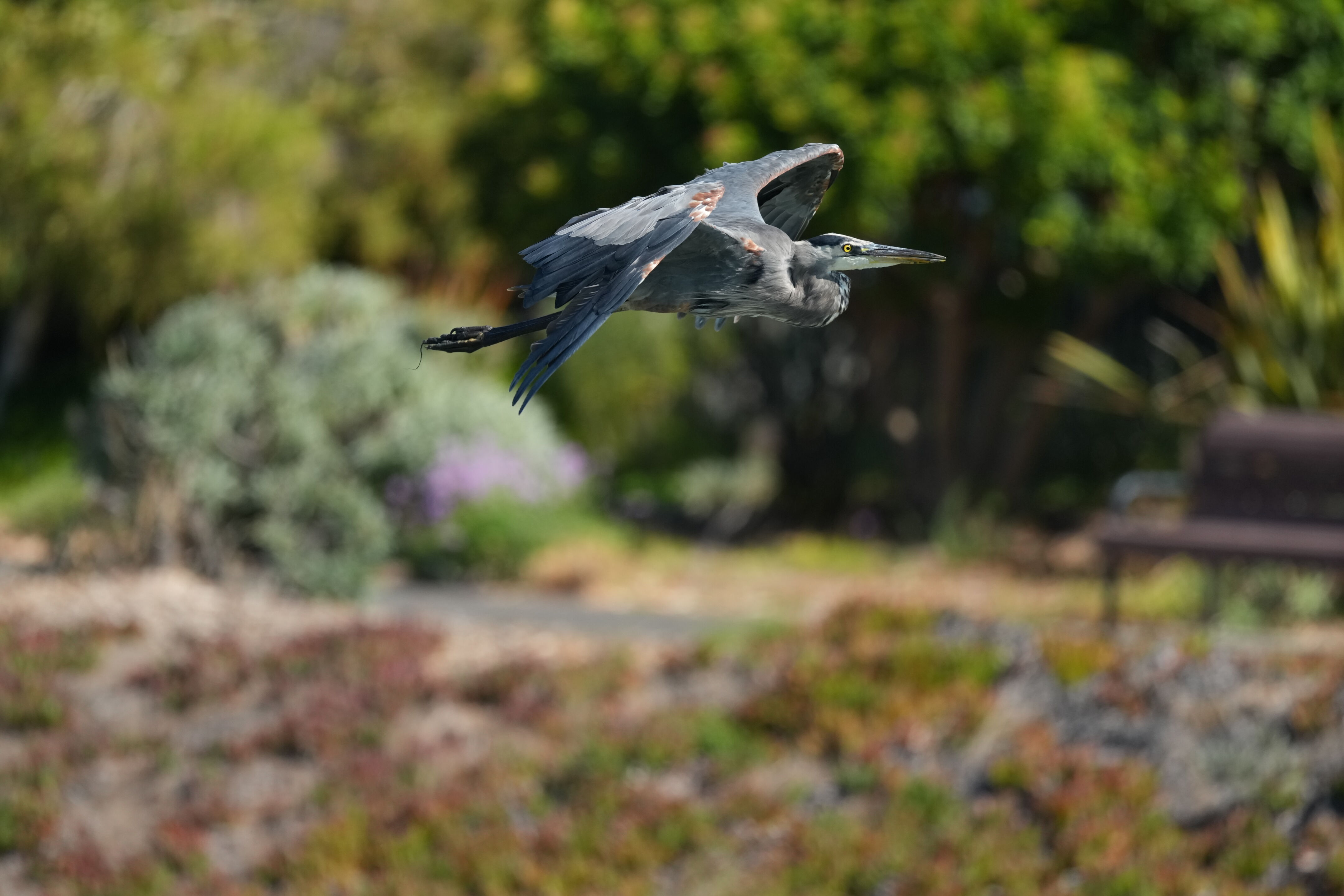 Redwood Shores Loop Trail