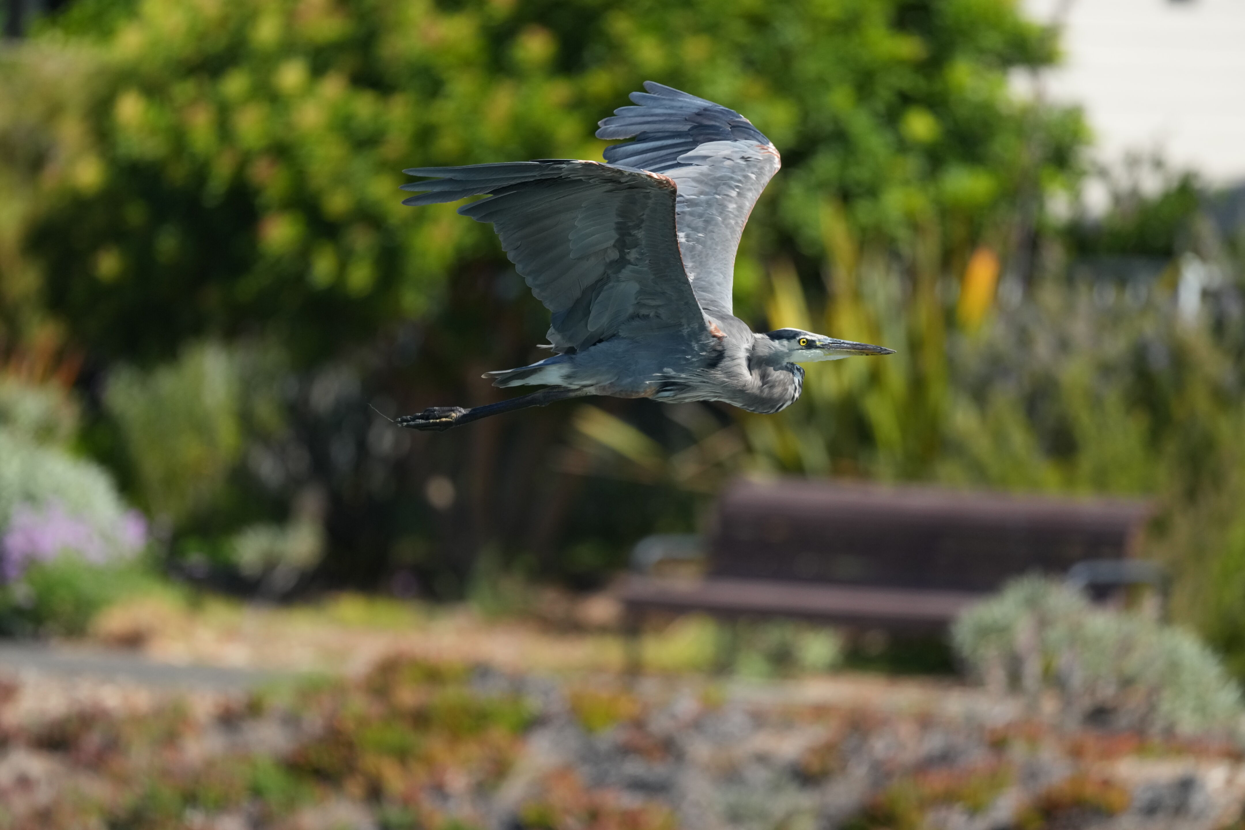 Redwood Shores Loop Trail