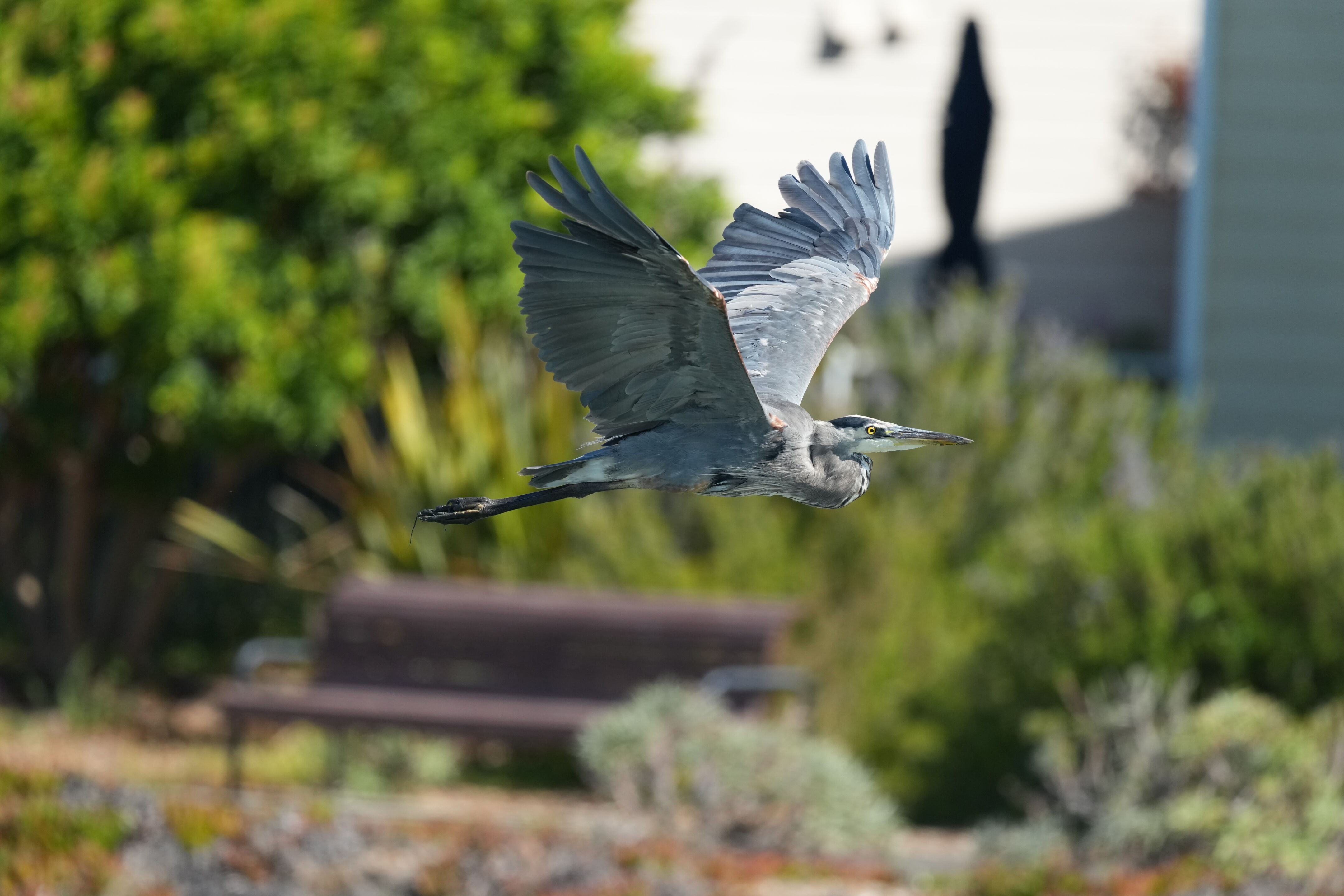 Redwood Shores Loop Trail