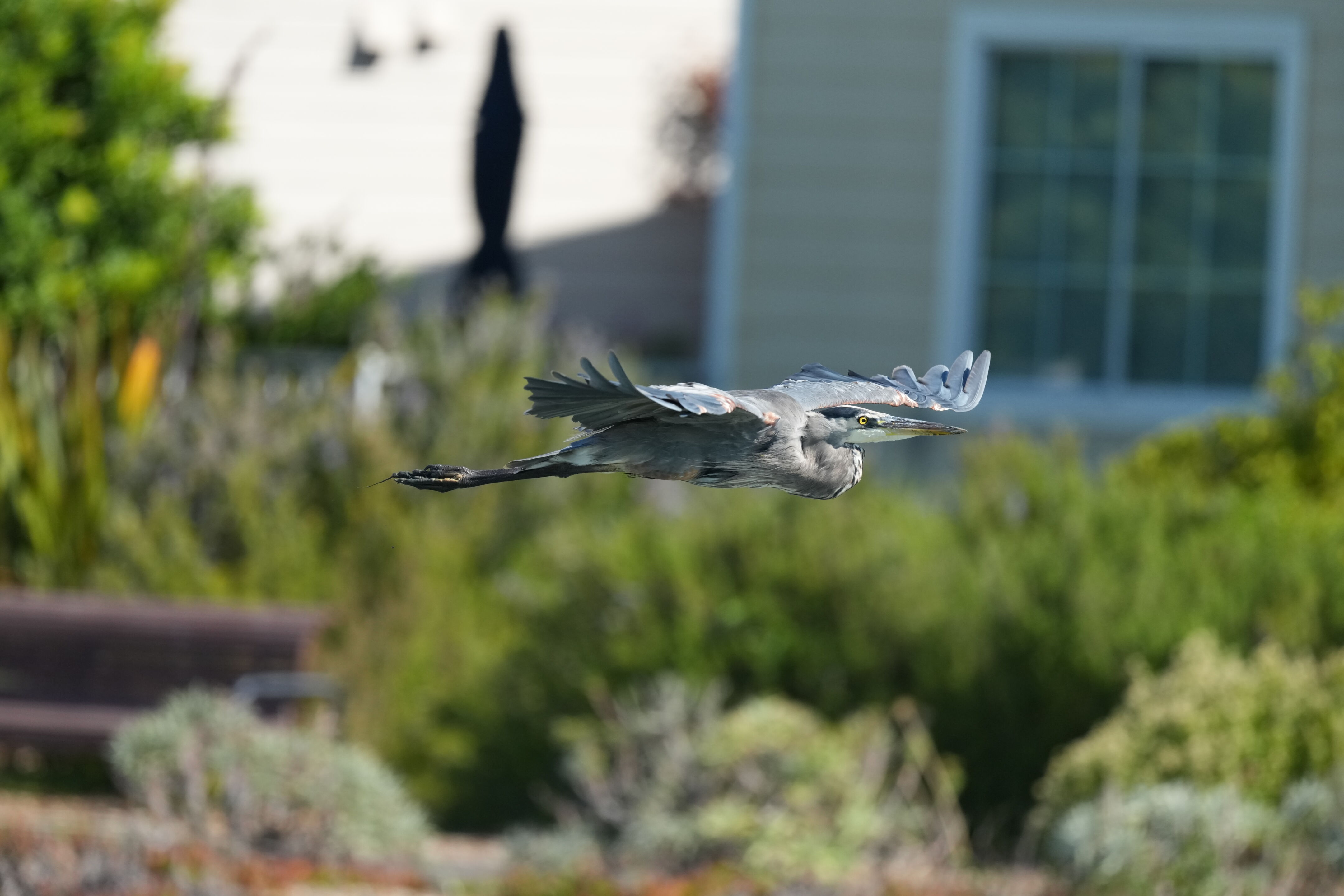Redwood Shores Loop Trail