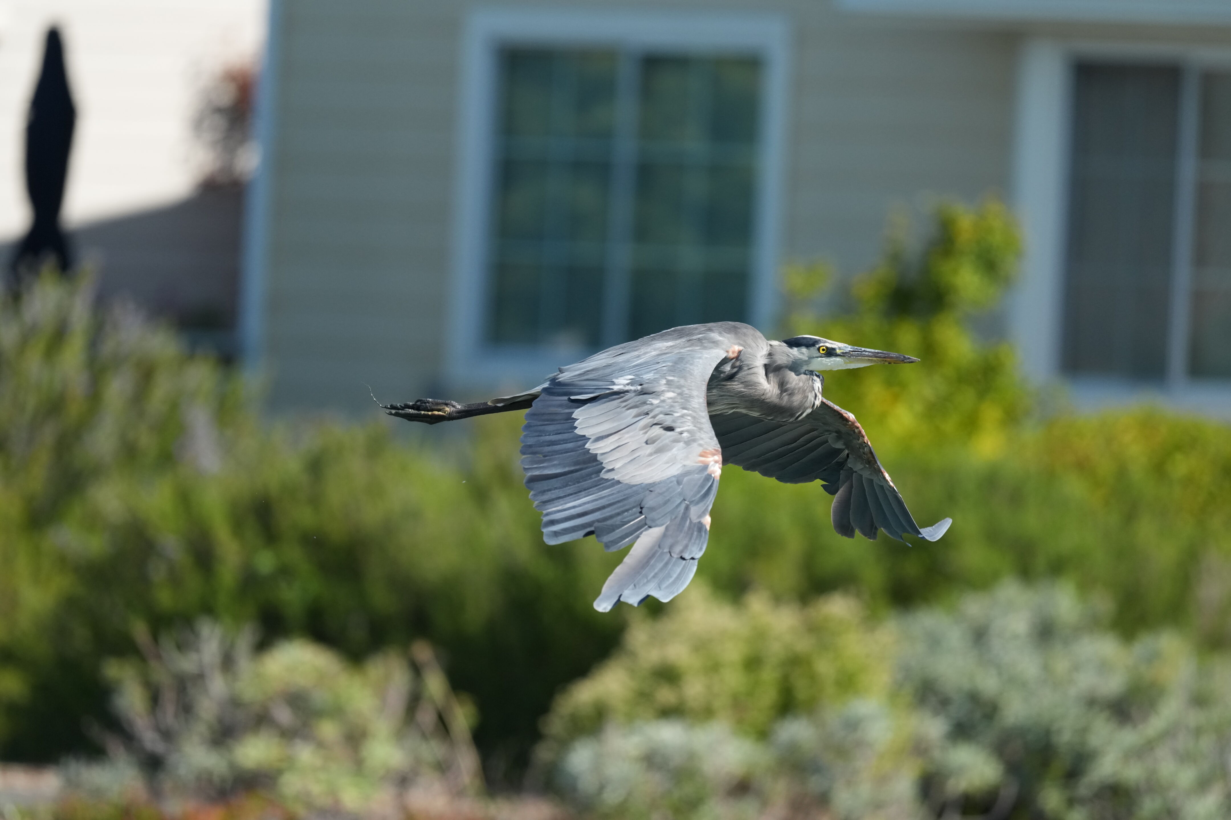 Redwood Shores Loop Trail