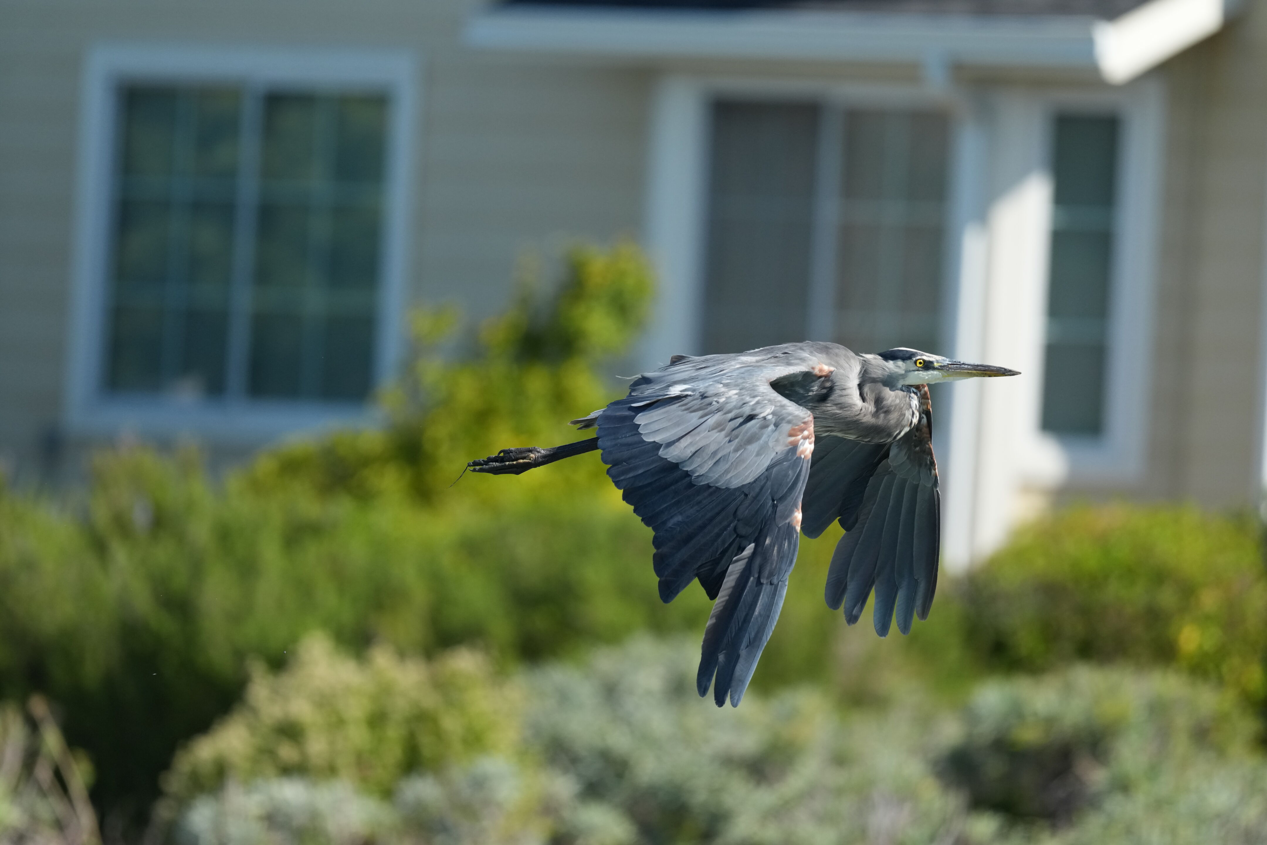 Redwood Shores Loop Trail