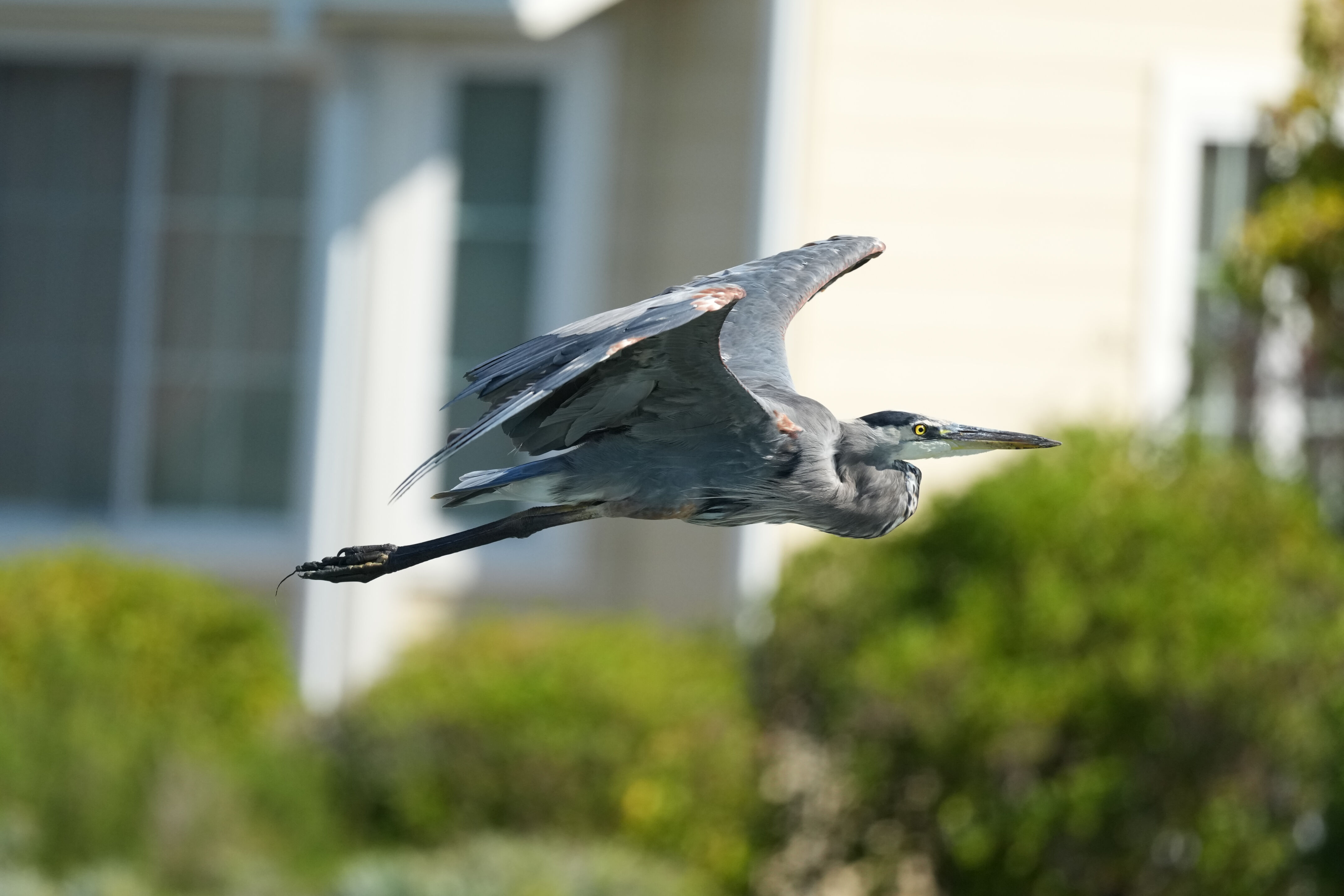 Redwood Shores Loop Trail