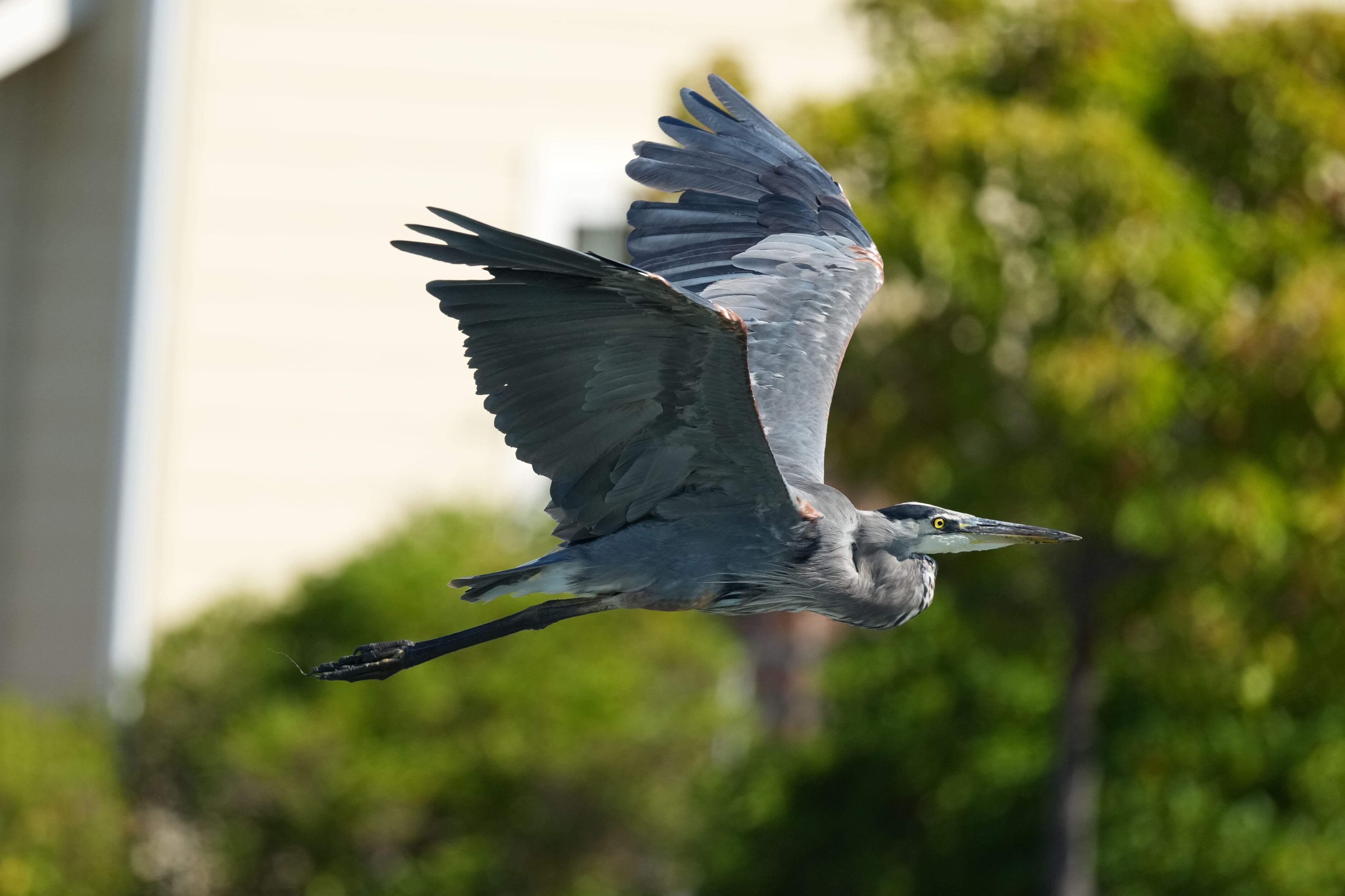 Redwood Shores Loop Trail