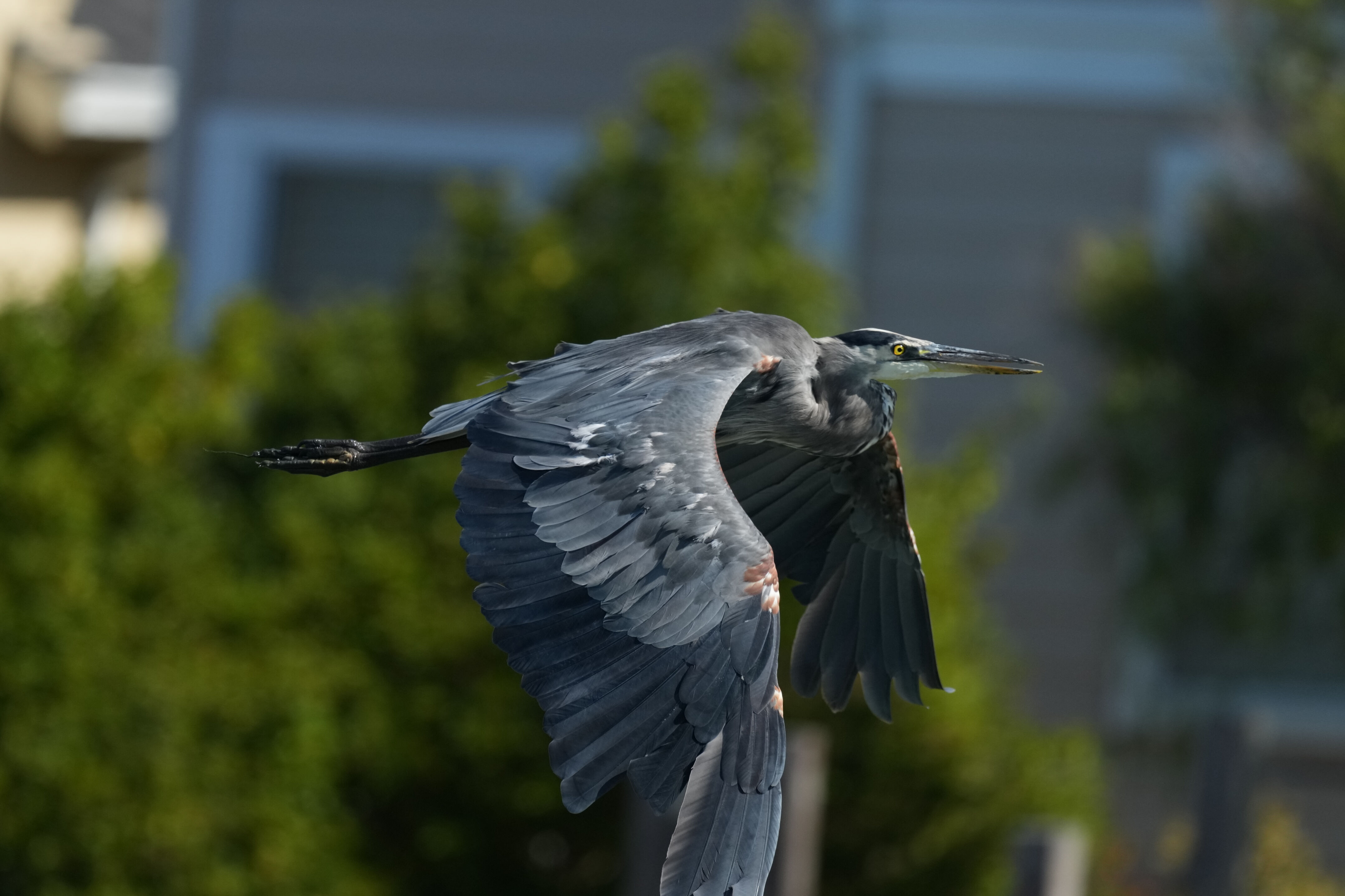 Redwood Shores Loop Trail