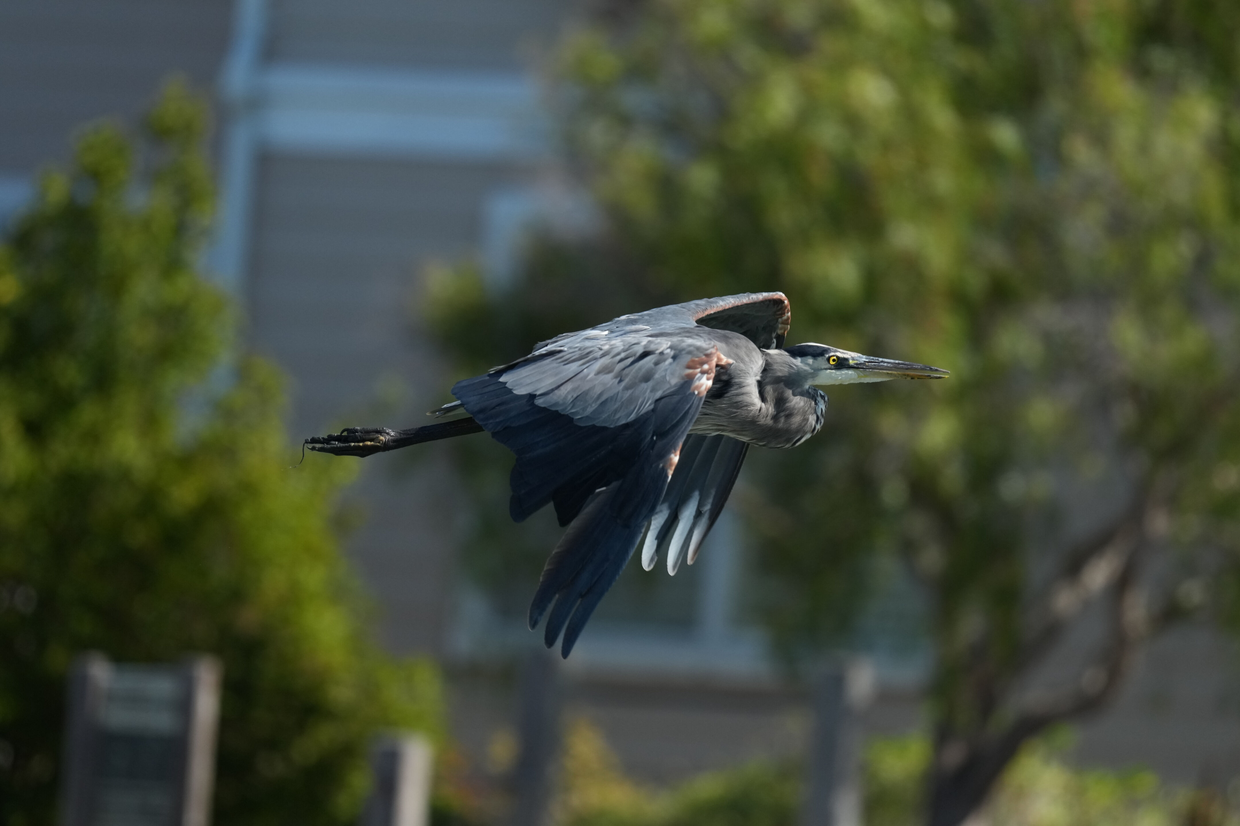 Redwood Shores Loop Trail